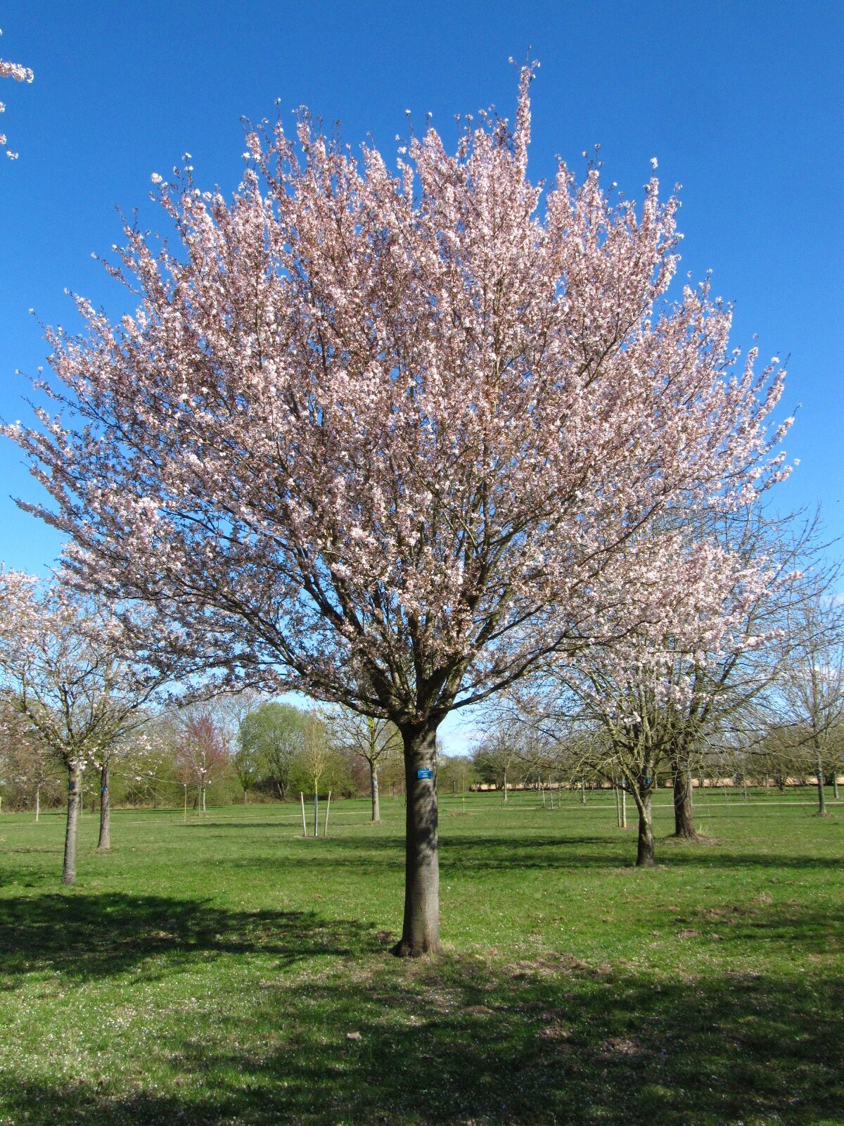 'Pandora' × subhirtella Prunus