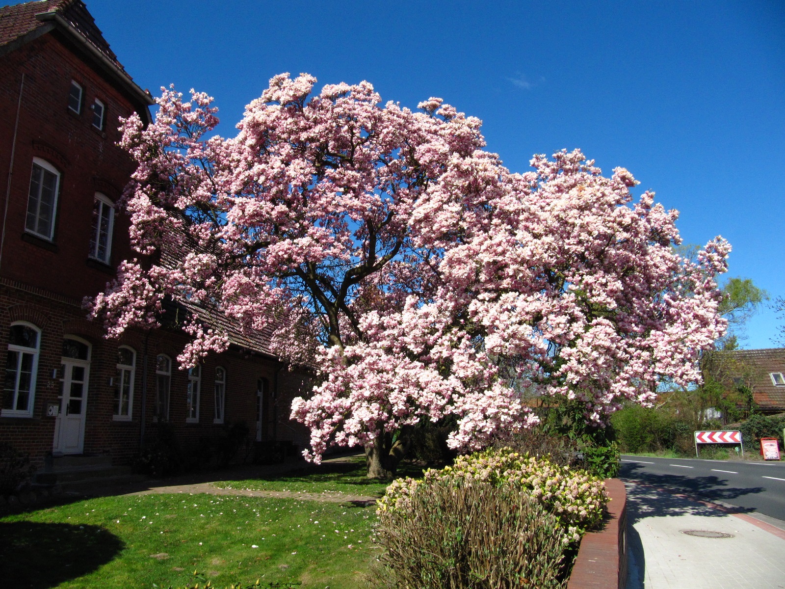 Magnolia × soulangeana - Thedinghausen-Werder - April 2025