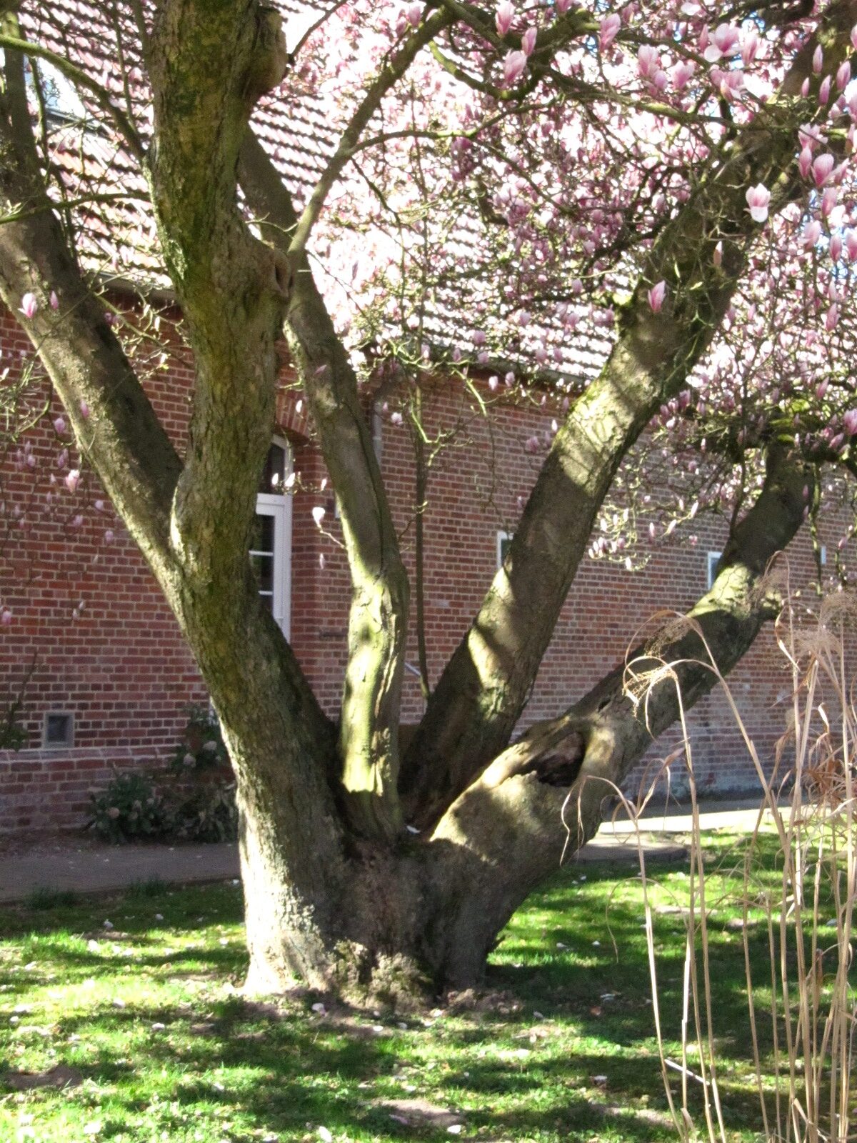 Magnolia × soulangeana - Thedinghausen-Werder - April 2025