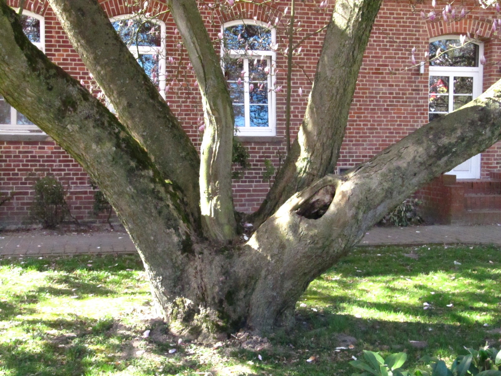 Magnolia × soulangeana - Thedinghausen-Werder - April 2025