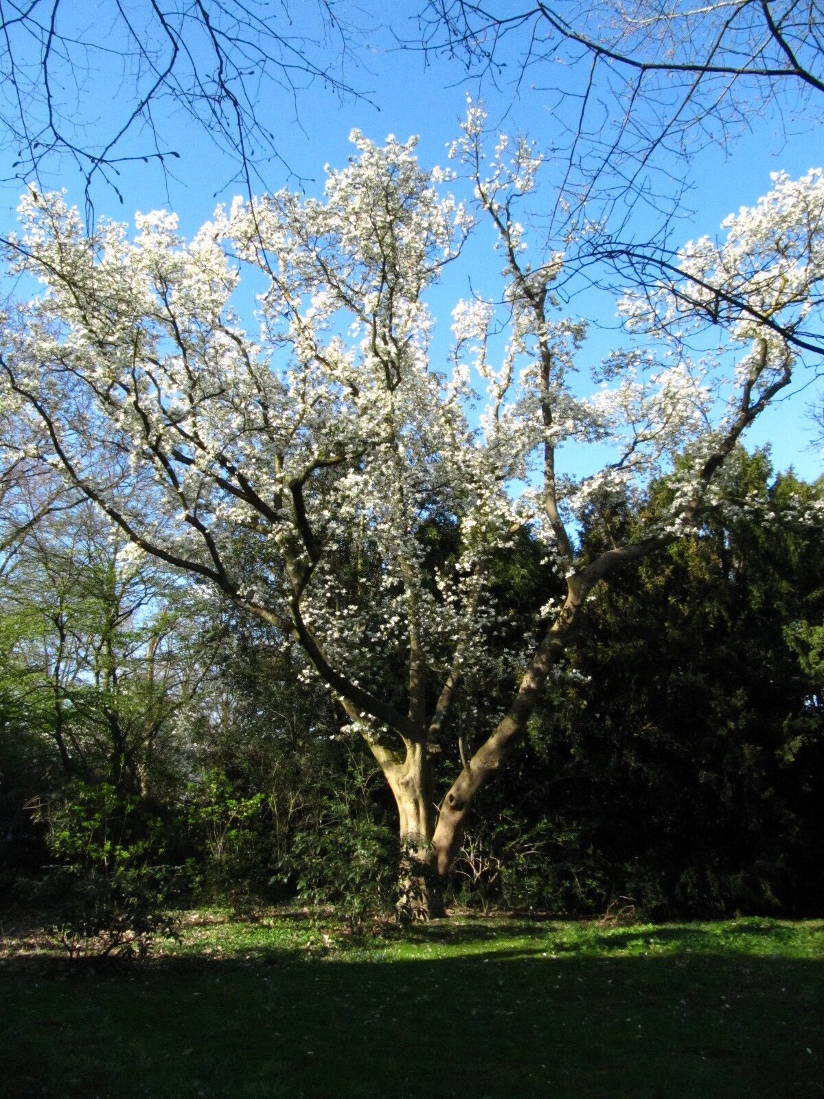 kobus Magnolia