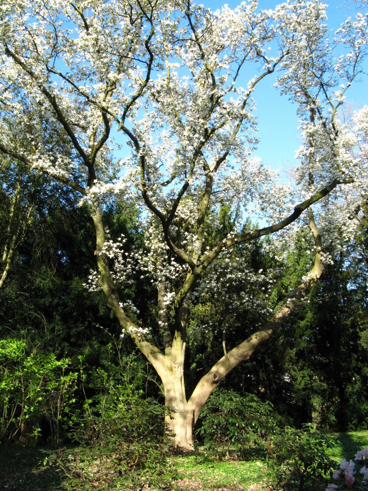 Magnolia kobus - Bremen Wallanlgen - April 2025