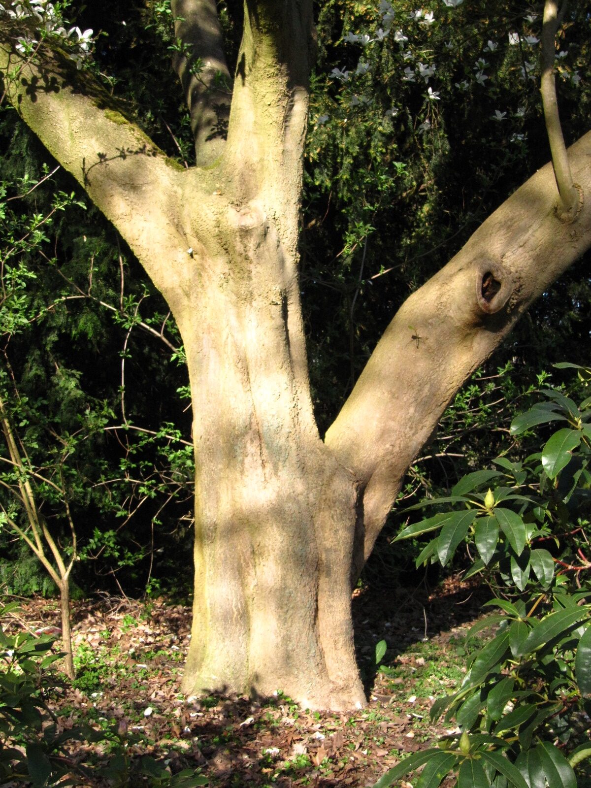 Magnolia kobus - Bremen Wallanlgen - April 2025
