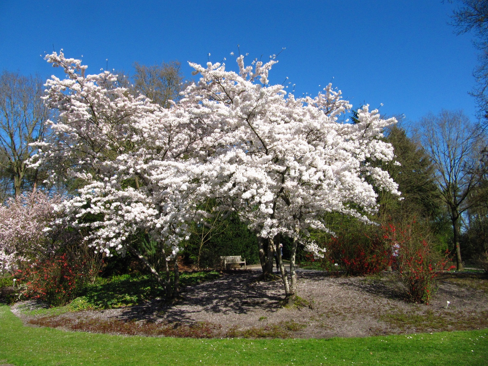 Prunus × yedoensis - Rhododendronpark Bremen - April 2025