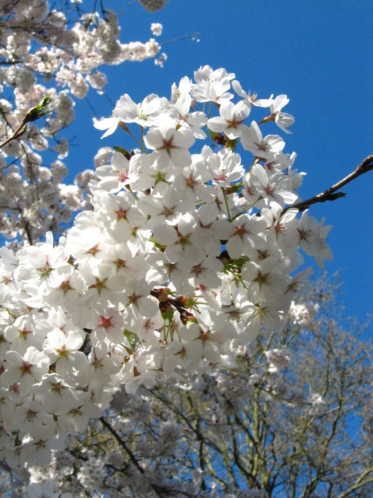 Prunus × yedoensis - Rhododendronpark Bremen - April 2025