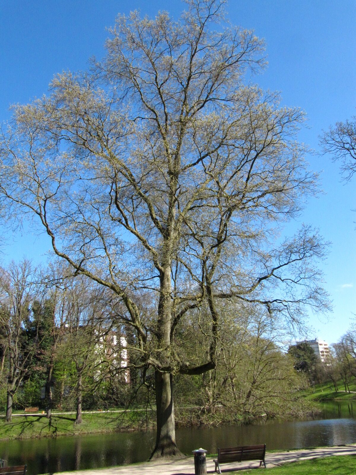 palustris Quercus