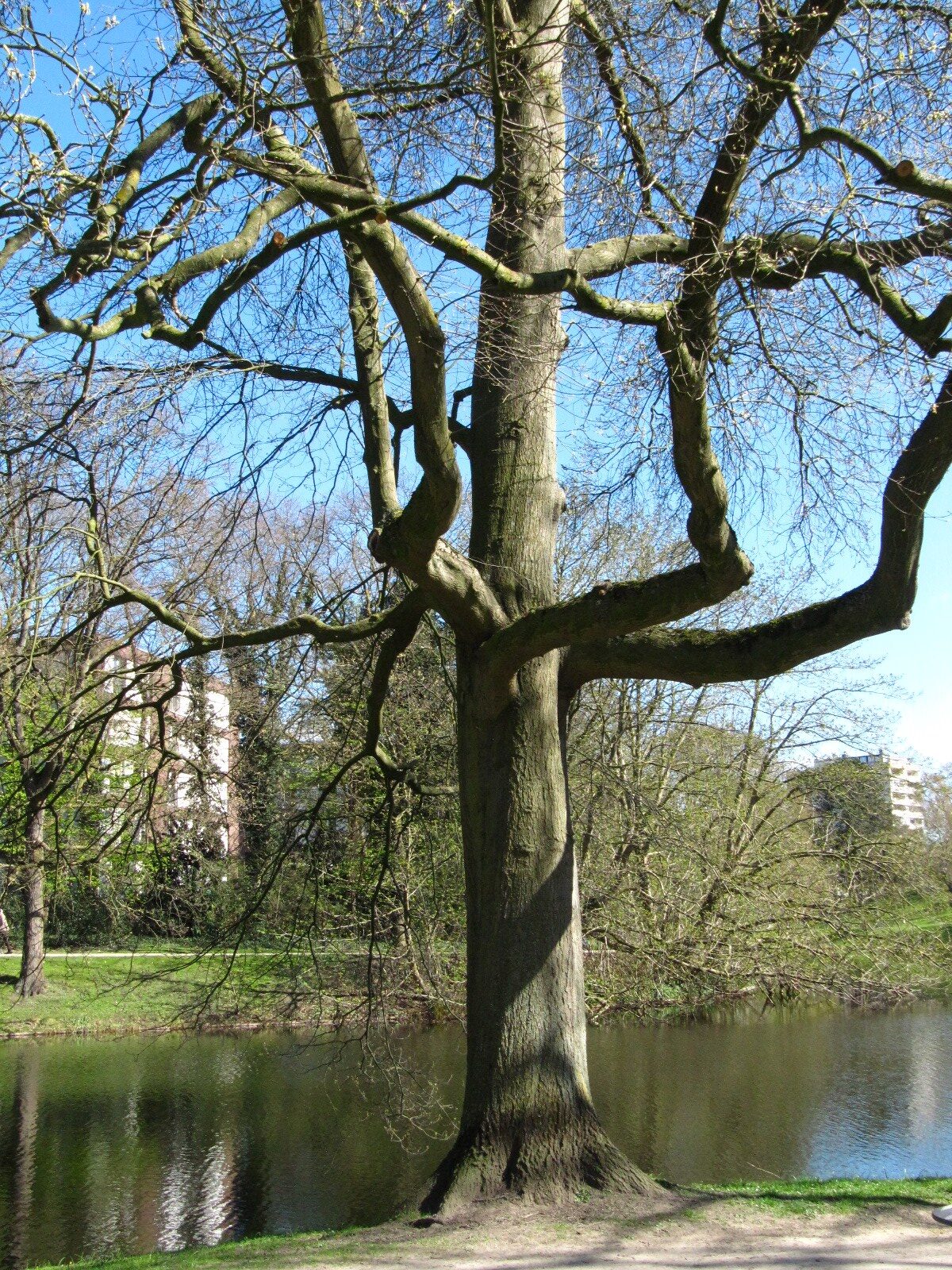 Quercus palustris - Wallanlagen Bremen - April 2025