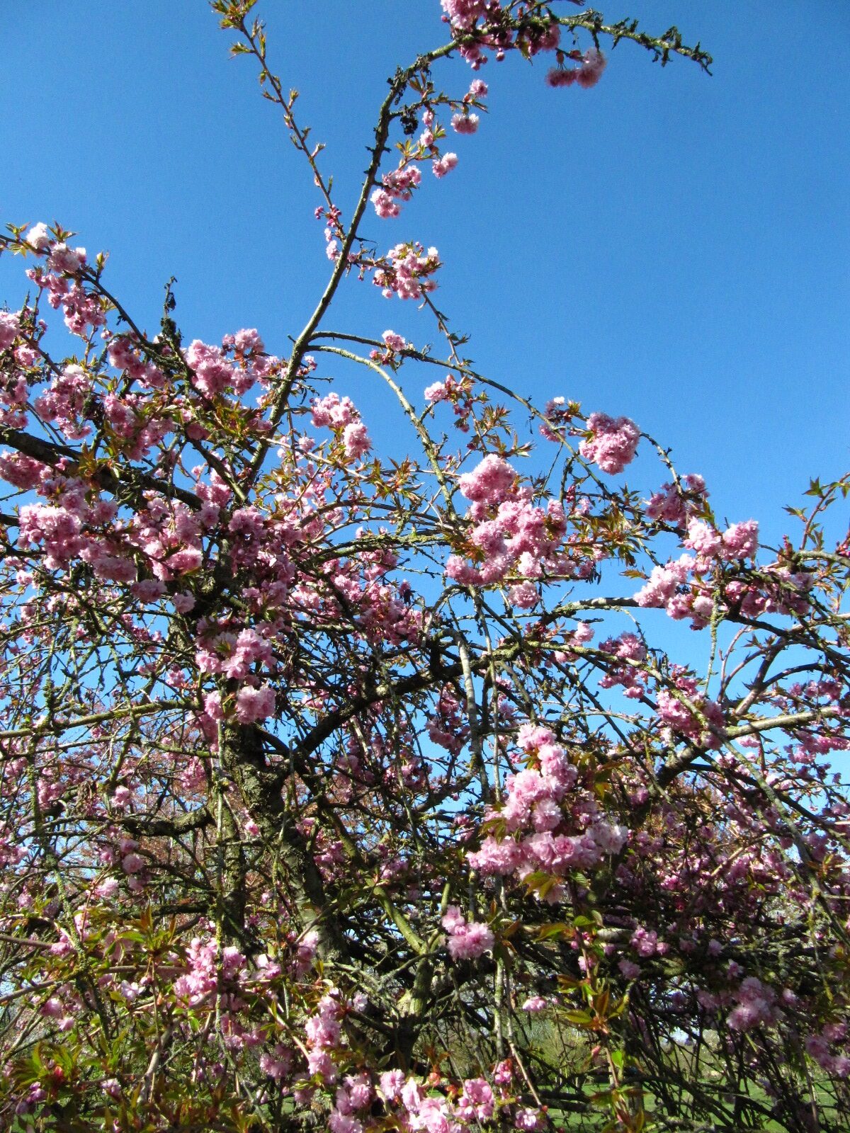 Prunus serrulata 'Kiku-Shidare Sakura' - Arboretum Thedinghausen - April 2025