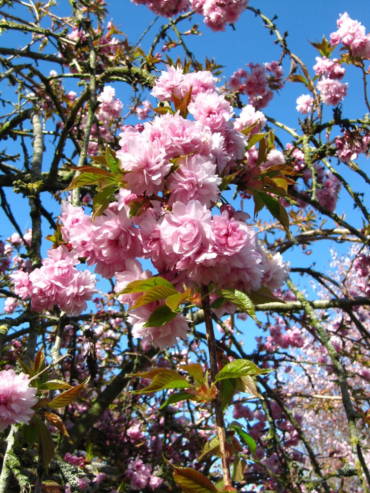 Prunus serrulata 'Kiku-Shidare Sakura' - Arboretum Thedinghausen - April 2025