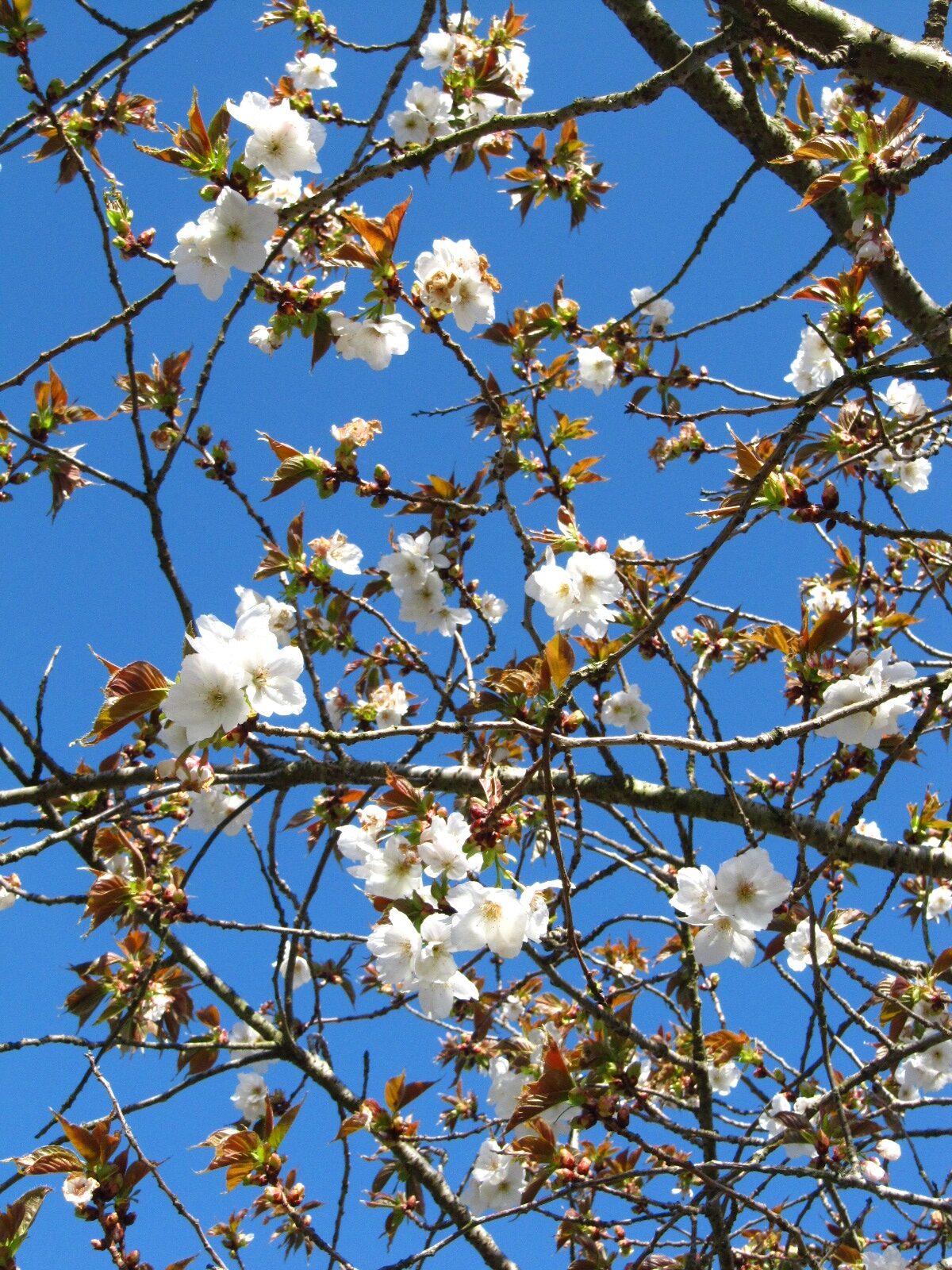 Prunus serrulata 'Tai Haku' - Arboretum Thedinghausen - April 2025