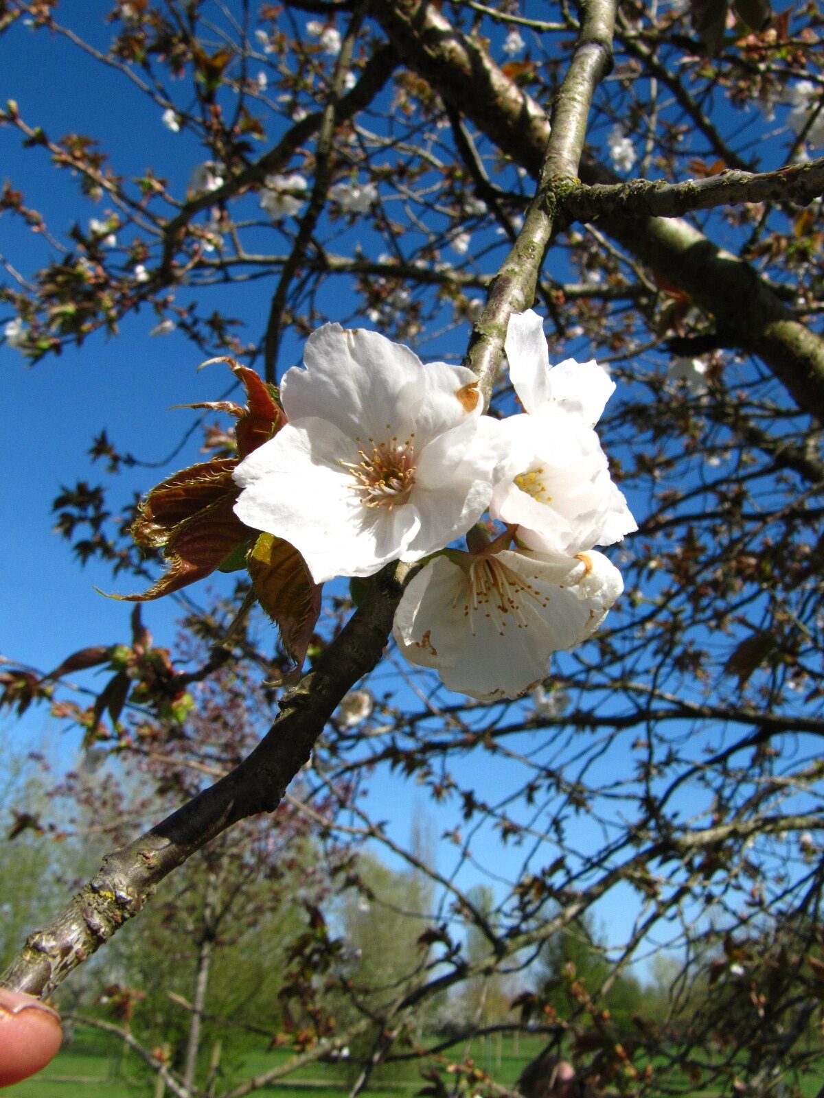 Prunus serrulata 'Tai Haku' - Arboretum Thedinghausen - April 2025