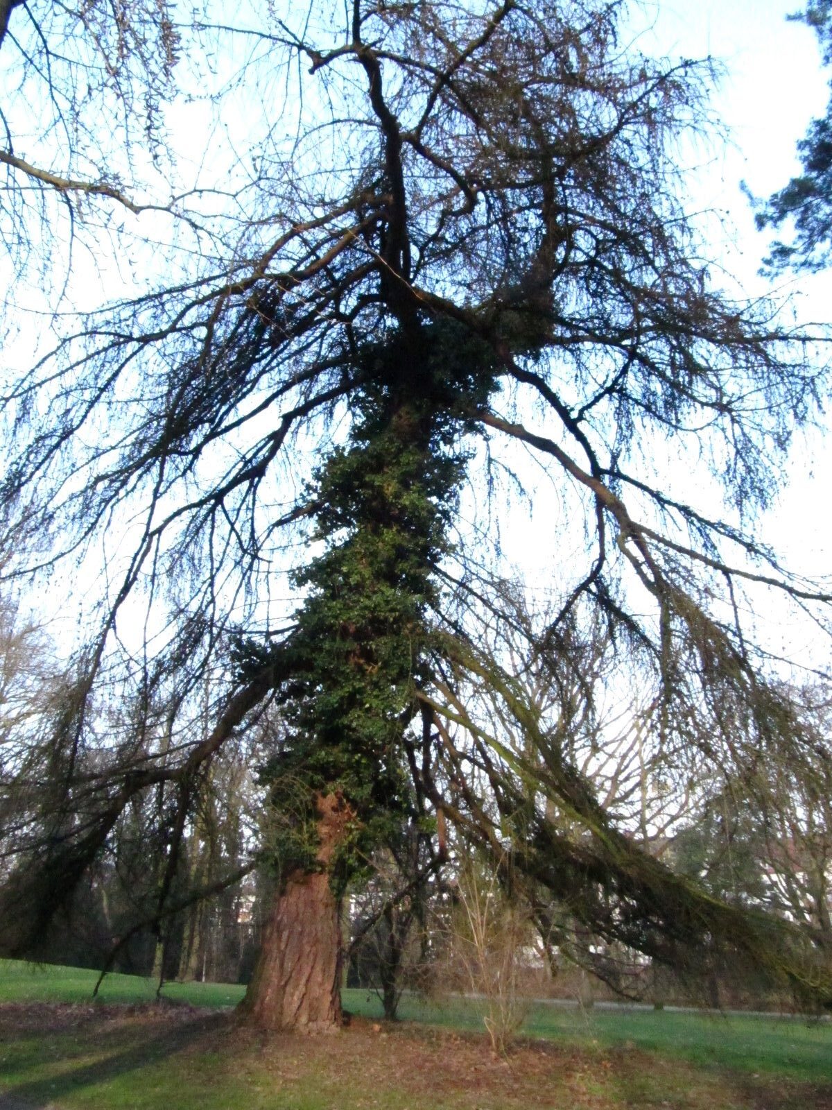 'Pendula' decidua Larix