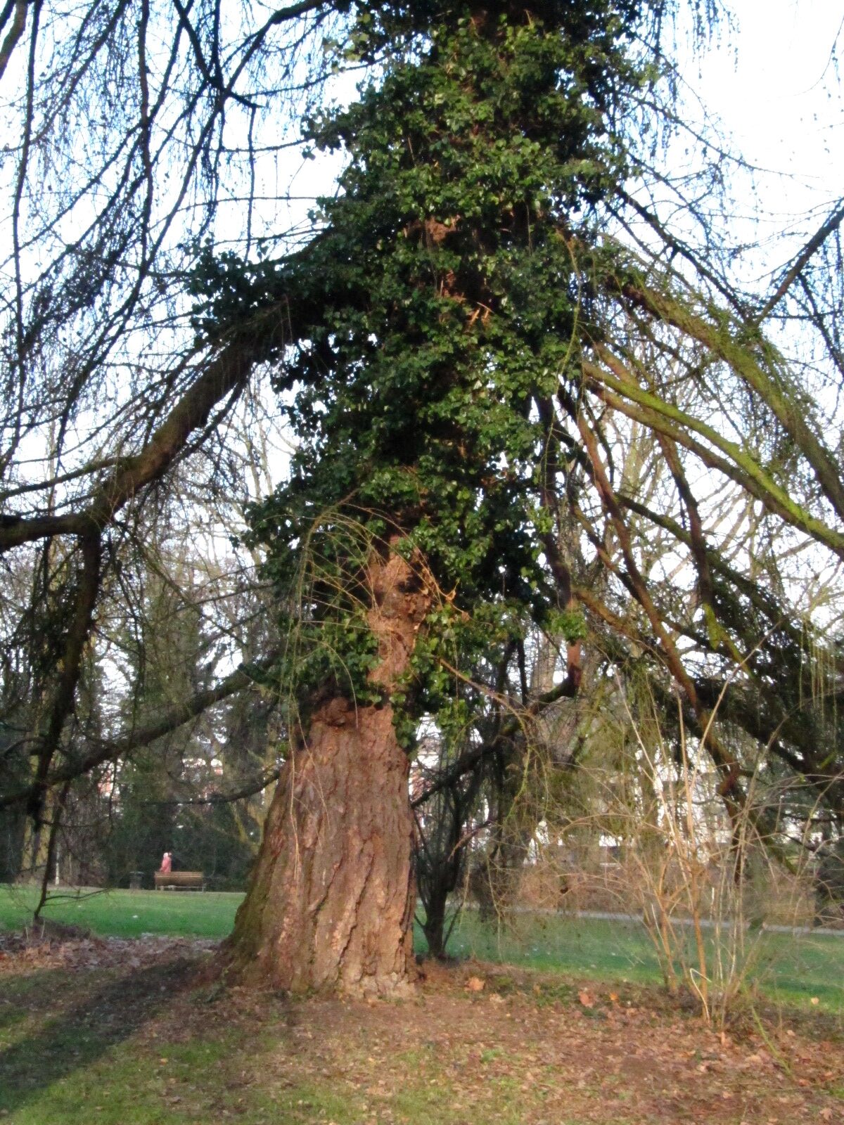 Larix decidua 'Pendula' - Wallanlagen Bremen - Feb. 2025