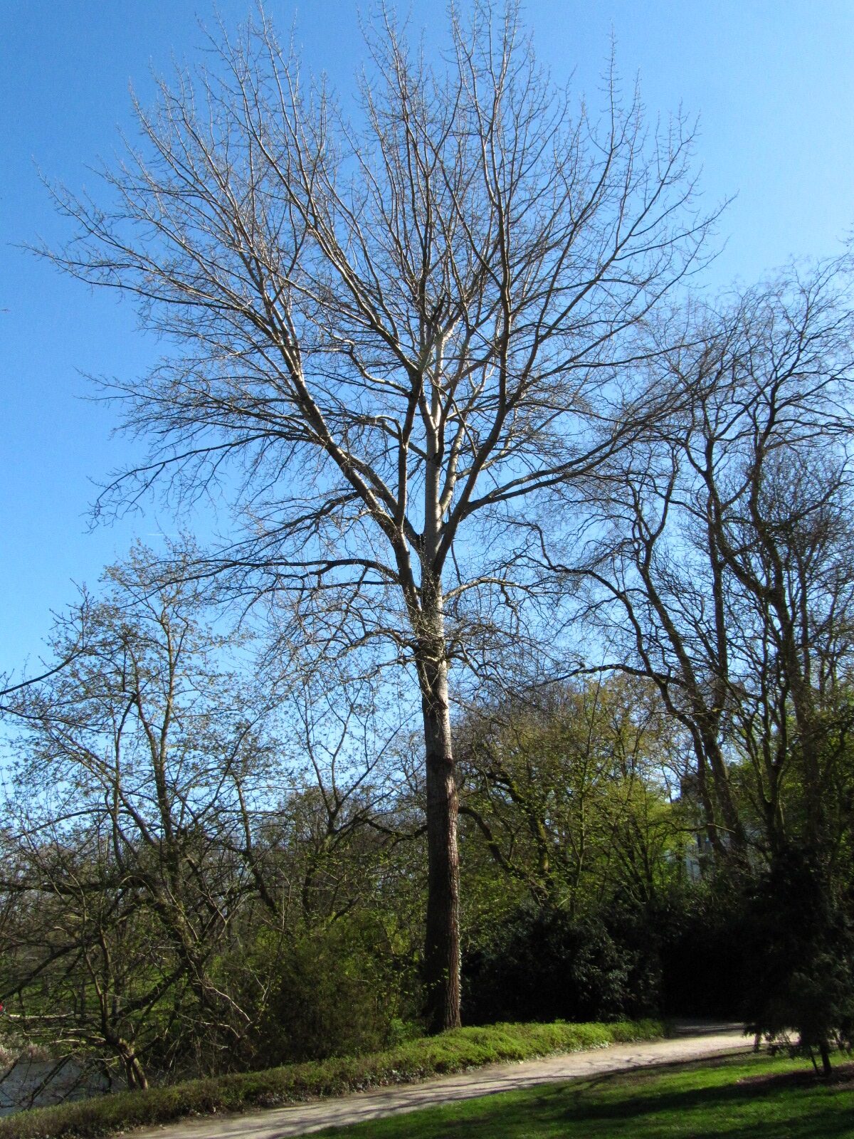 × canescens Populus