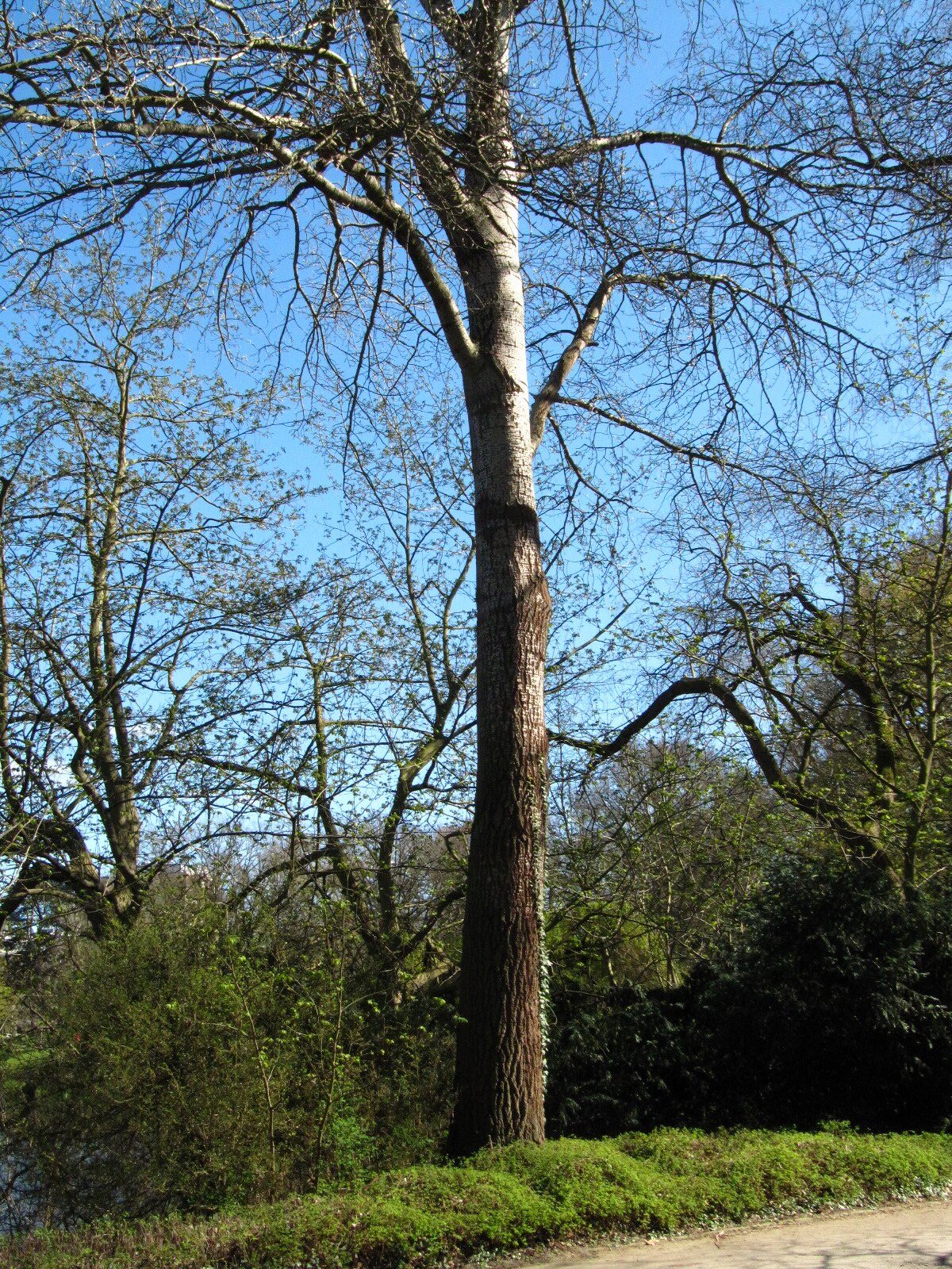 Populus × canescens - Wallanlagen Bremen - April 2025