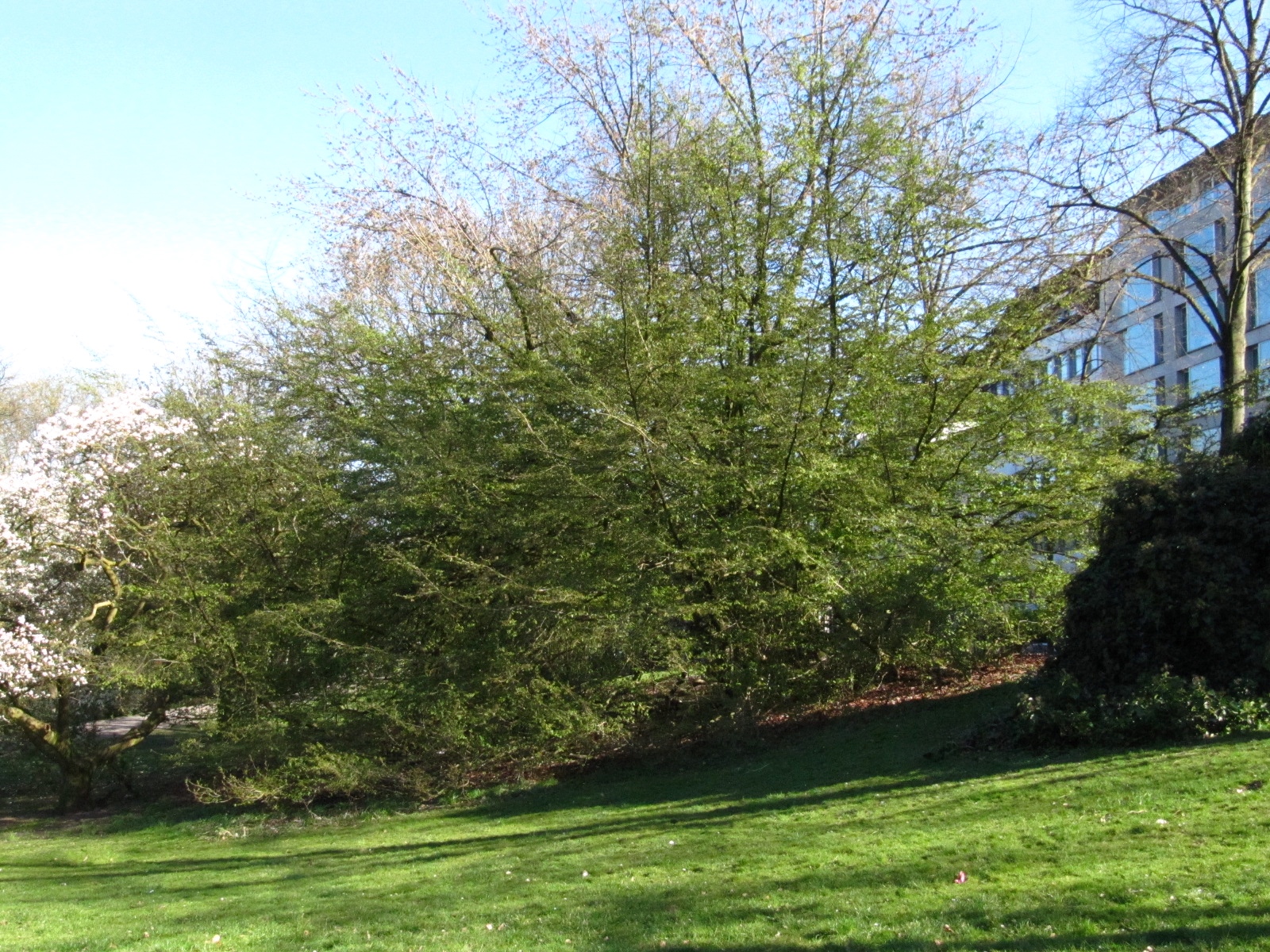 Parrotia persica