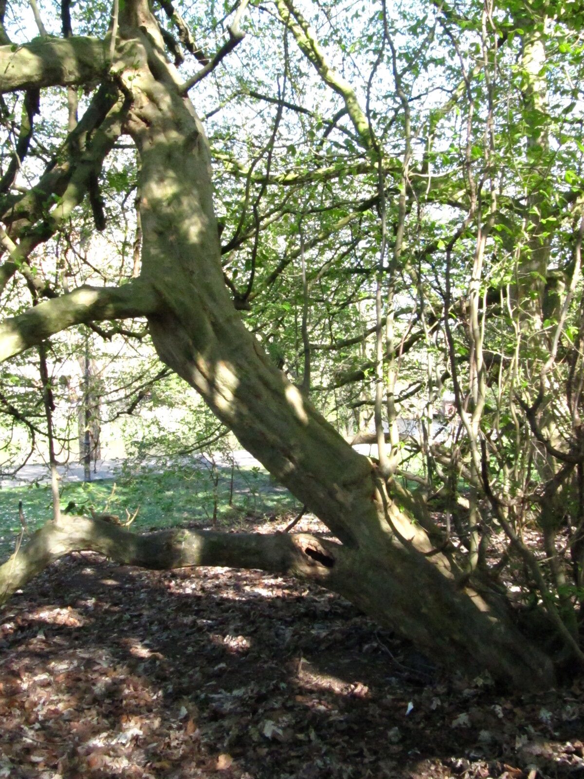 Parrotia persica - Wallanlagen Bremen - April 2025