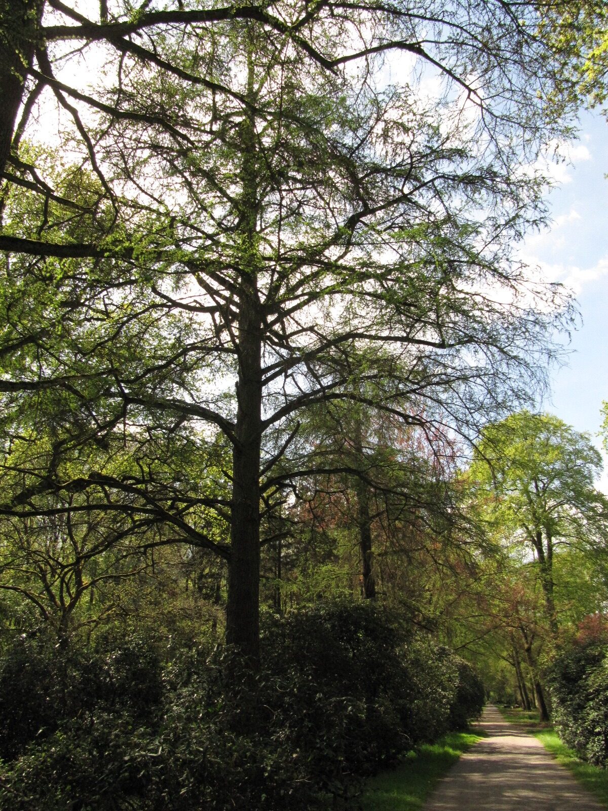 amabilis Pseudolarix
