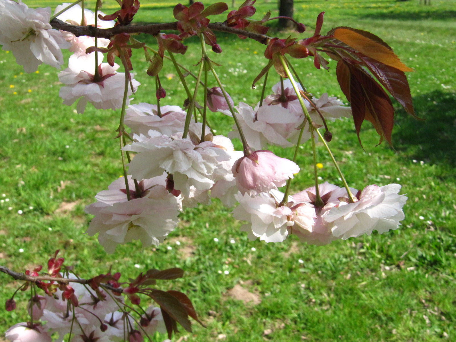 Prunus serrulata 'Shirofugen' - Arboretum Thedinghausen - April 2025