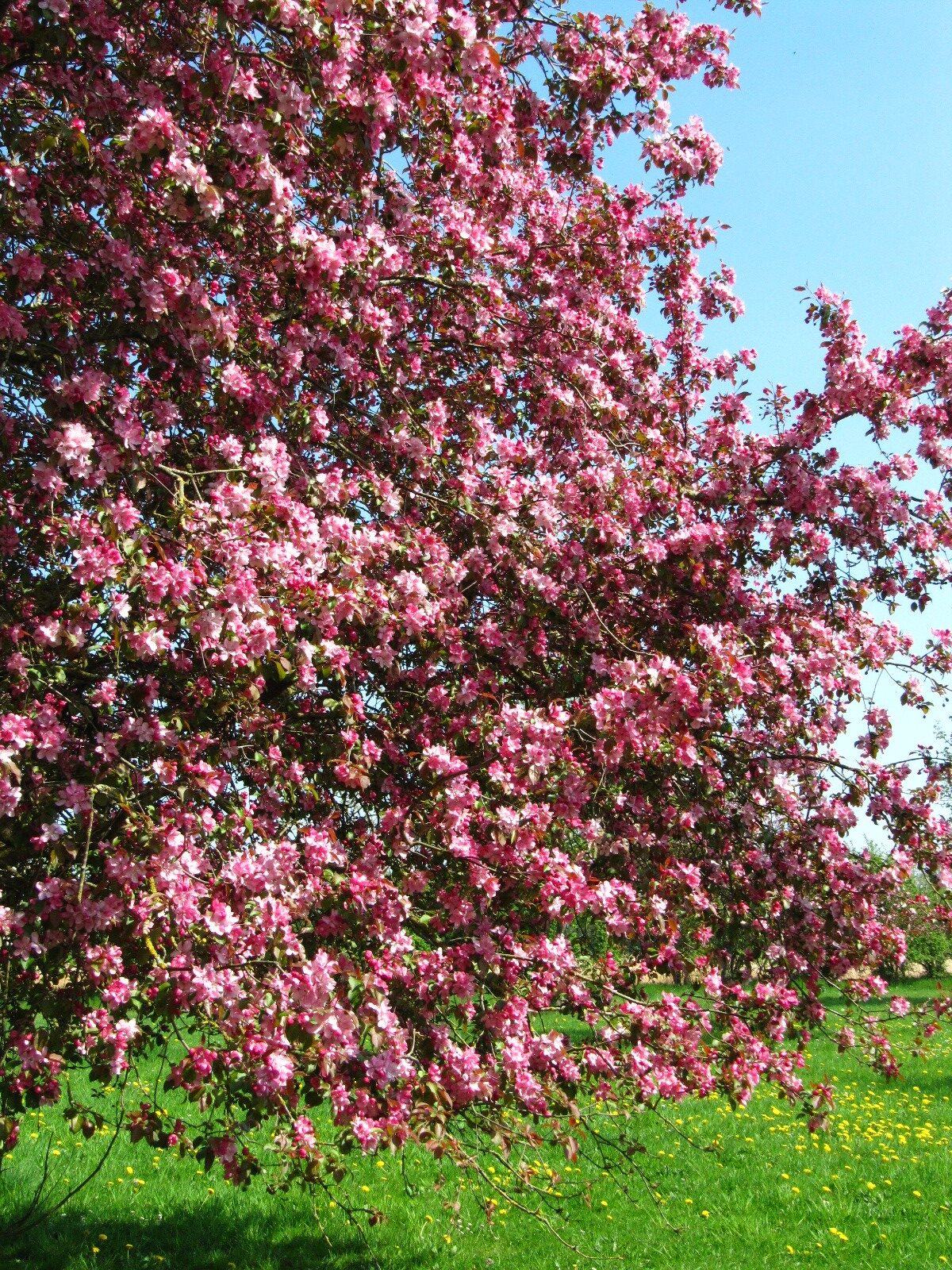 Malus baccata 'Rudolph' - Arboretum Thedinghausen - April 2025