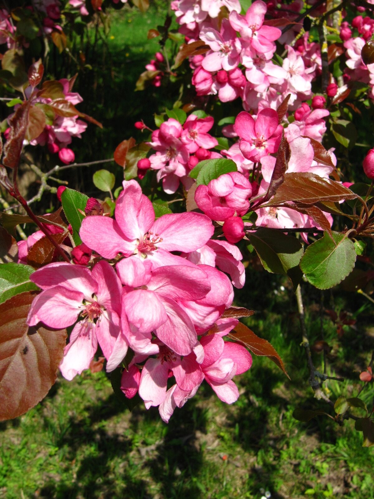 Malus baccata 'Rudolph' - Arboretum Thedinghausen - April 2025
