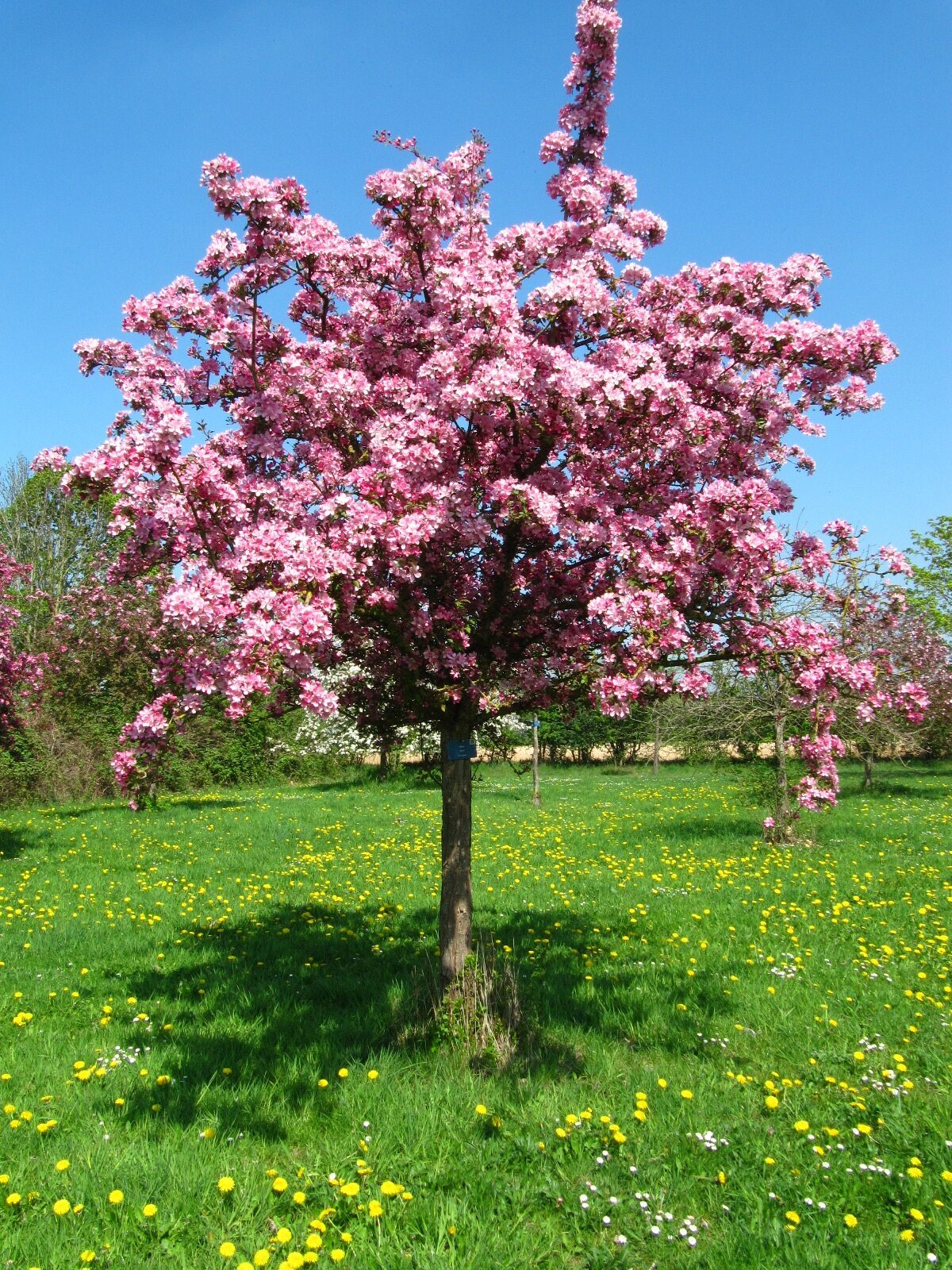 'Hopa' × adstringens Malus