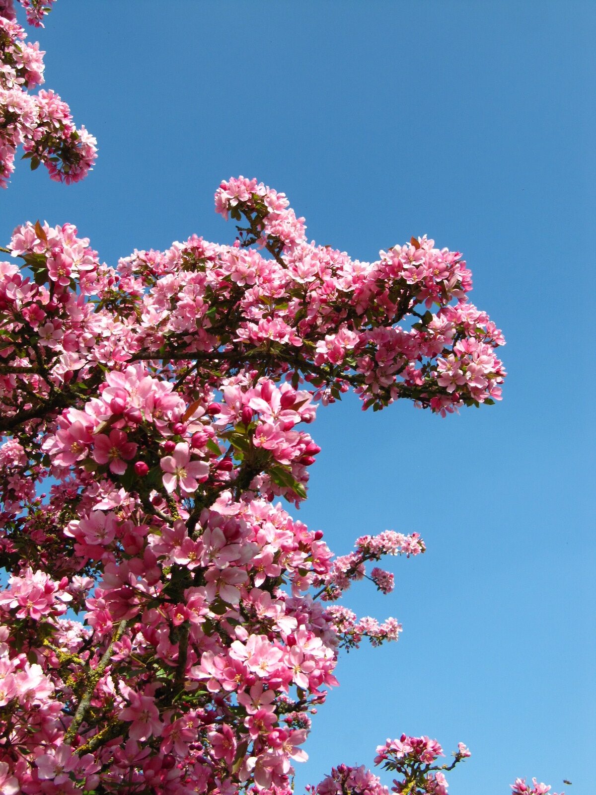Malus × adstringens 'Hopa' - Arboretum Thedinghausen - April 2025
