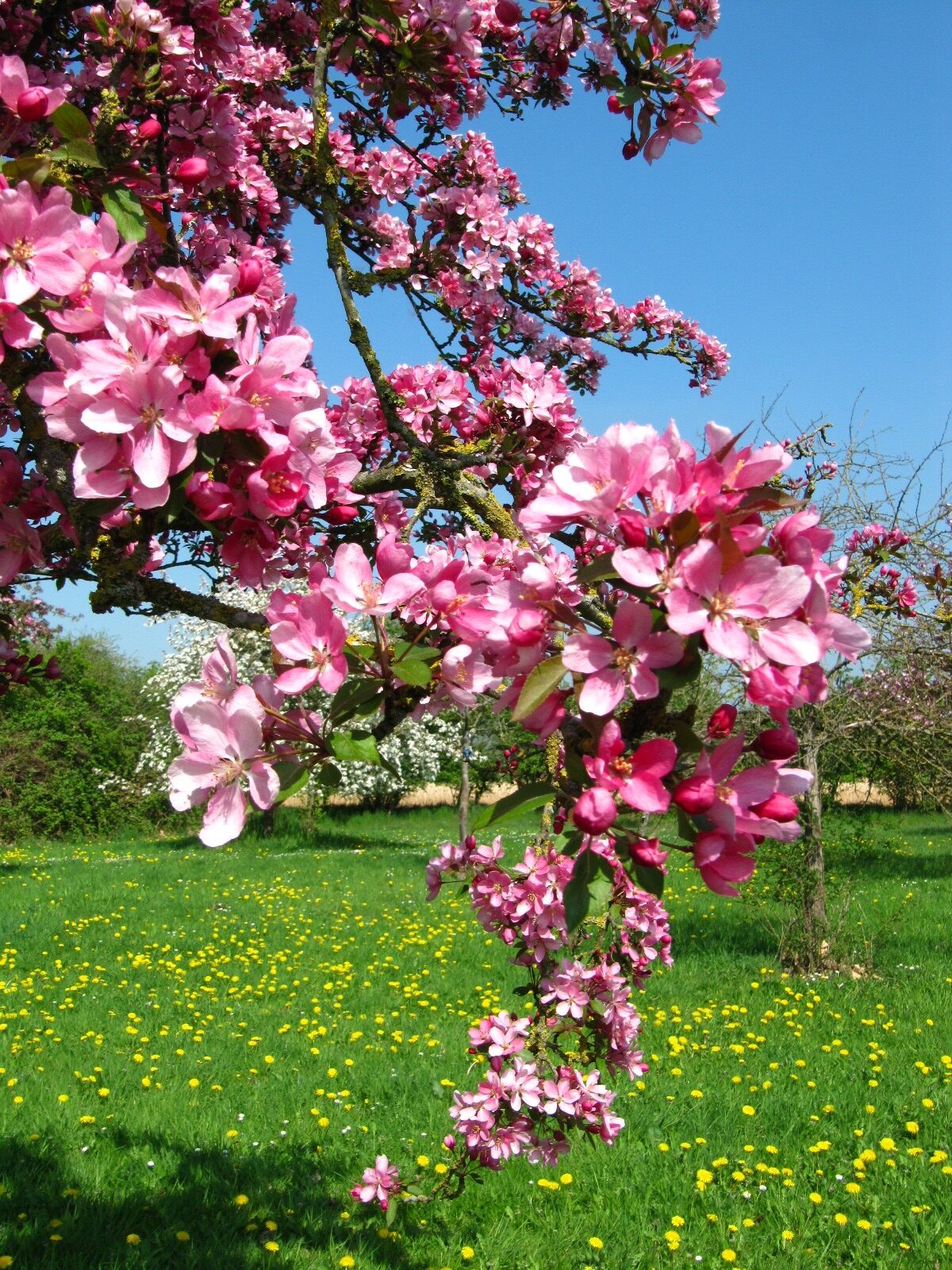 Malus × adstringens 'Hopa' - Arboretum Thedinghausen - April 2025