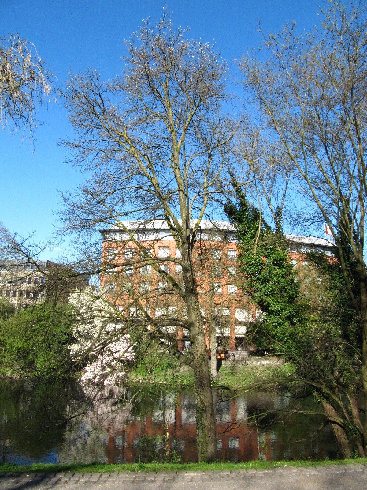 × decipiens Sorbus