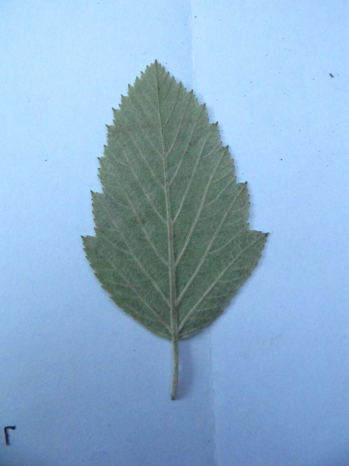 Sorbus x decipiens - Wallanlagen Bremen - April 2025