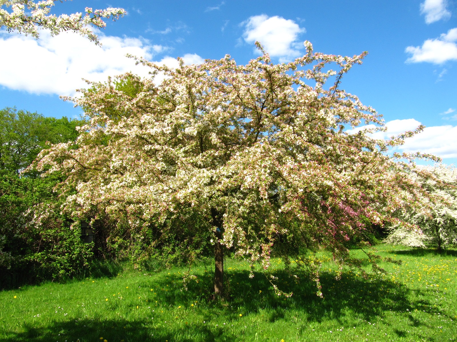 Malus toringo in Aufblüte - Arboretum Thedinghausen - April 2025