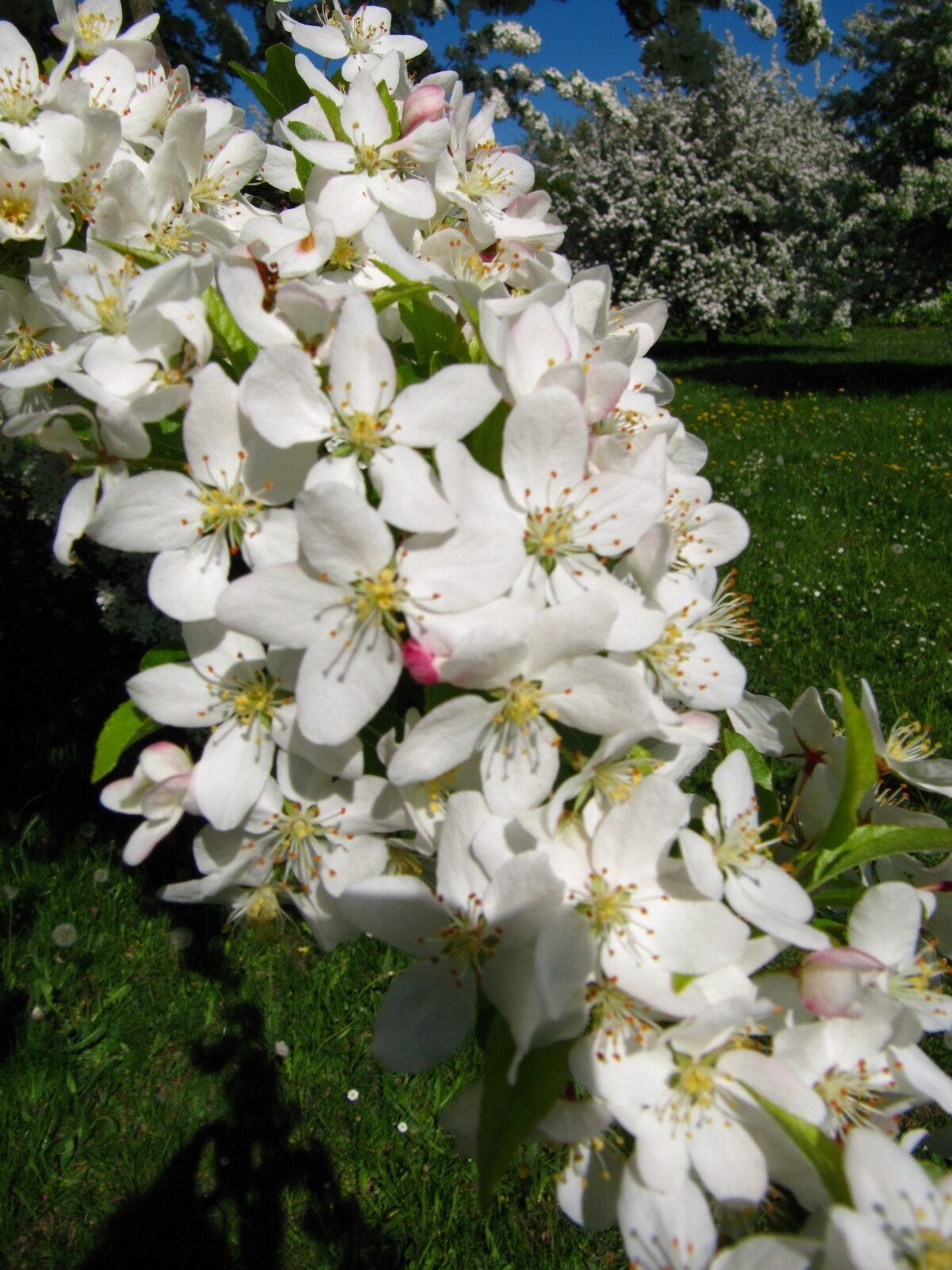 Malus toringo - Arboretum Thedinghausen - April 2025