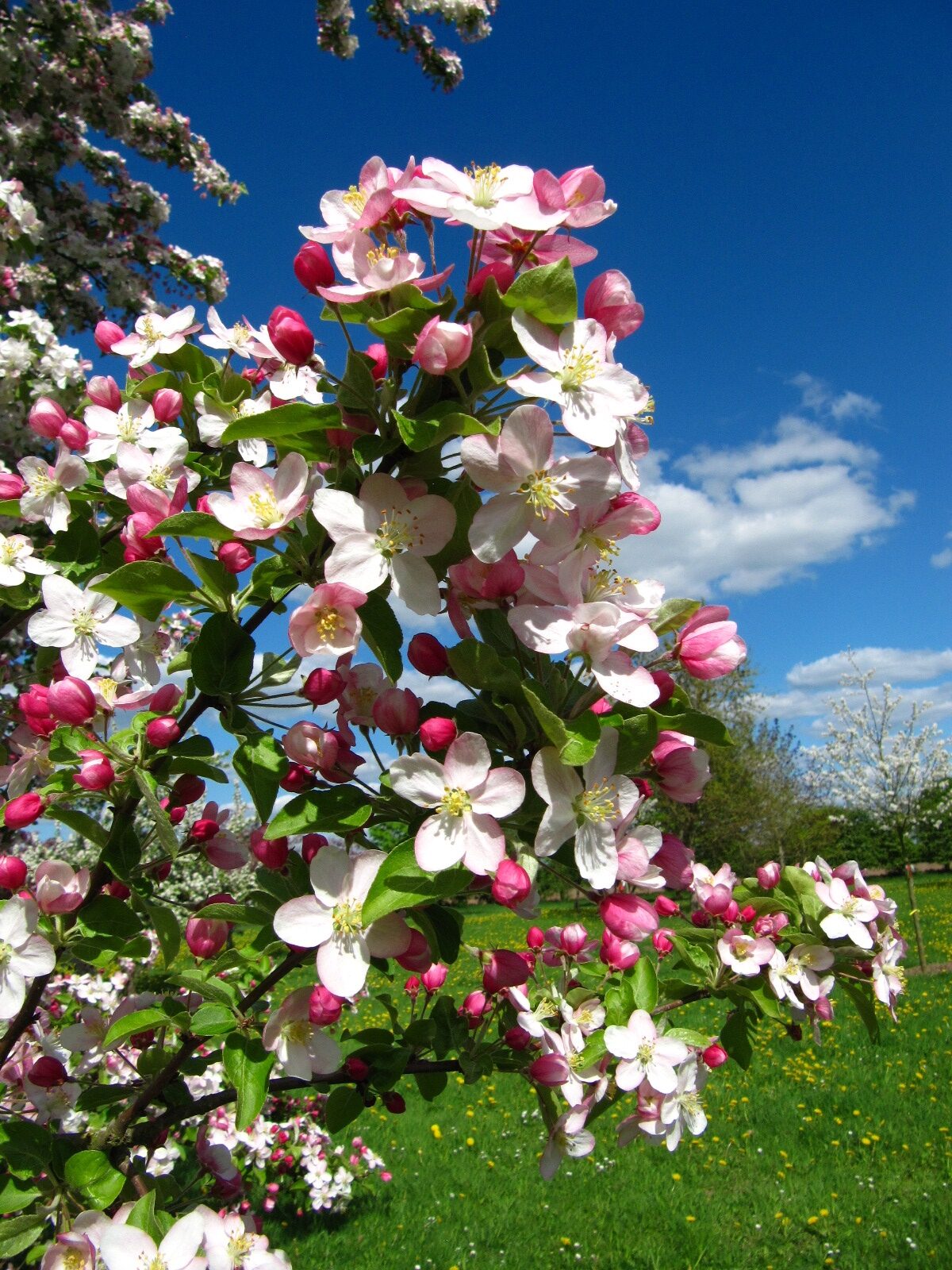 Malus 'Butterball' - Arboretum Thedinghausen - April 2025