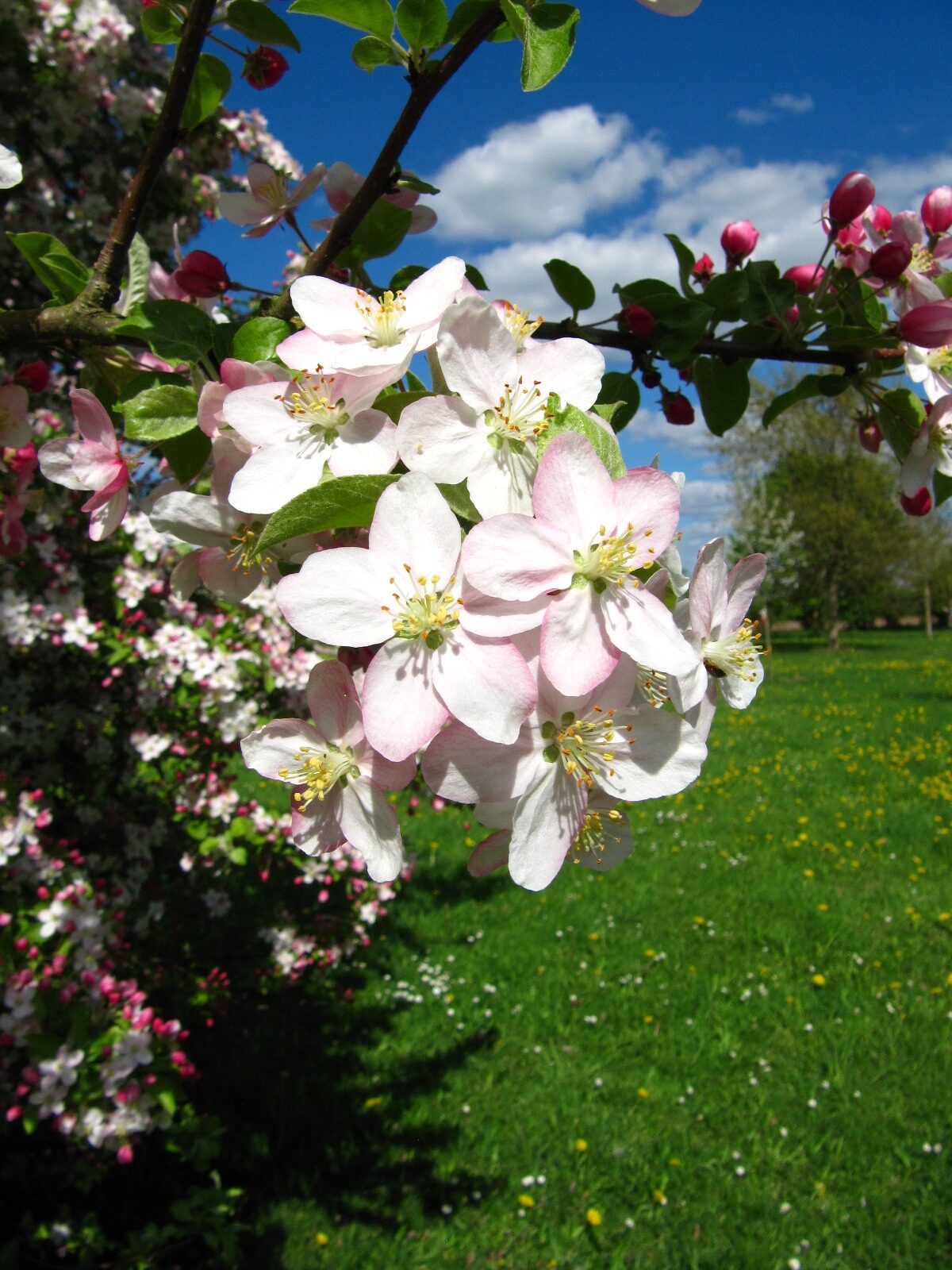 Malus 'Butterball' - Arboretum Thedinghausen - April 2025