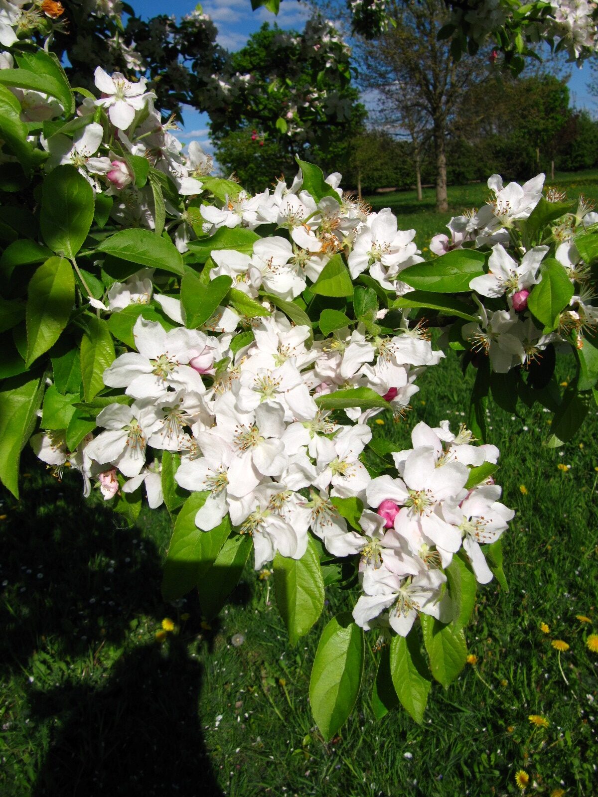Malus  'Golden Hornet' - Arboretum Thedinghausen - April 2025