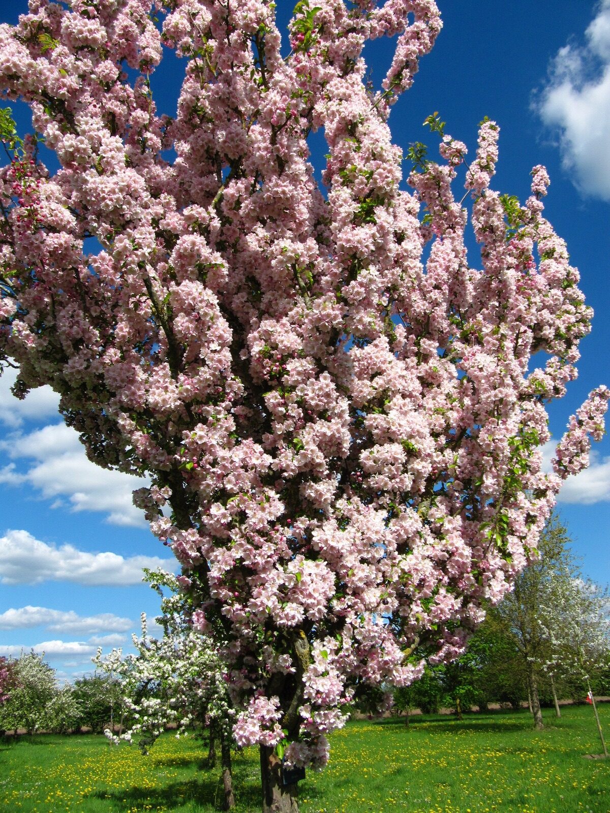 Malus 'Van Eseltine' - Arboretum Thedinghausen - April 2025
