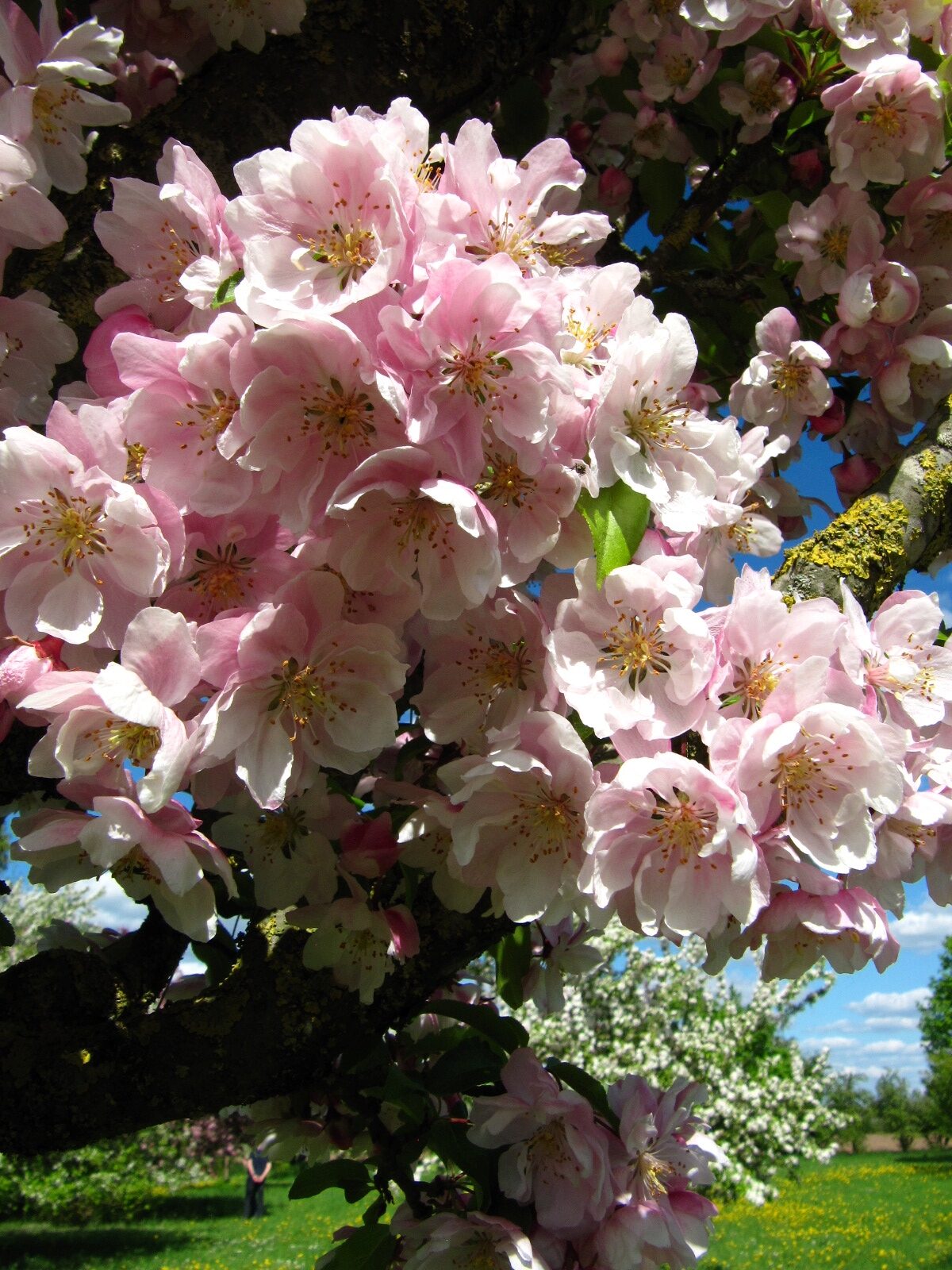 Malus 'Van Eseltine' - Arboretum Thedinghausen - April 2025