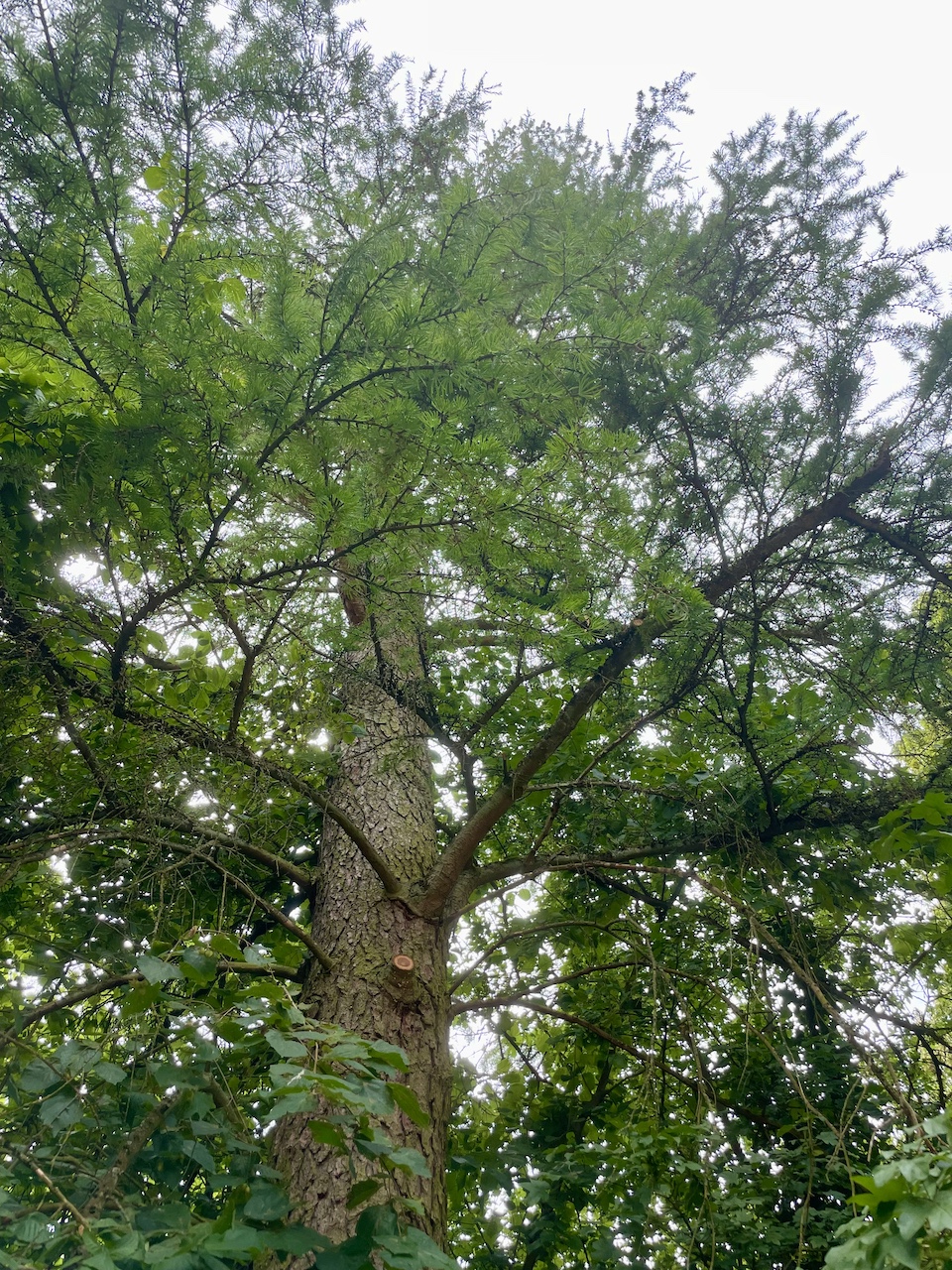 Pseudolarix amabilis - Mettlach - Juli 2023