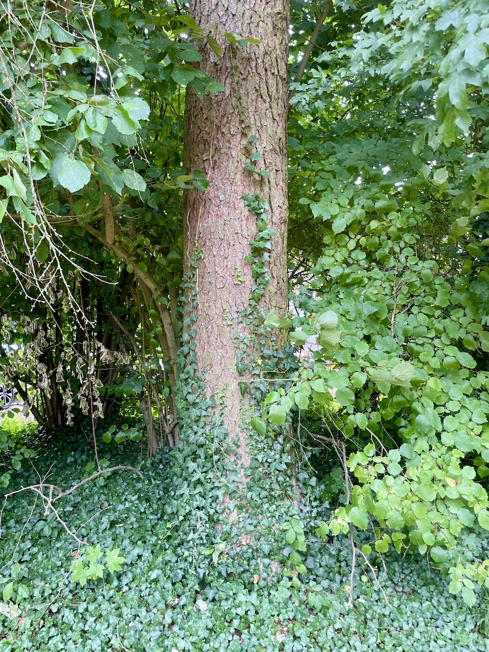 Pseudolarix amabilis - Mettlach - Juli 2023