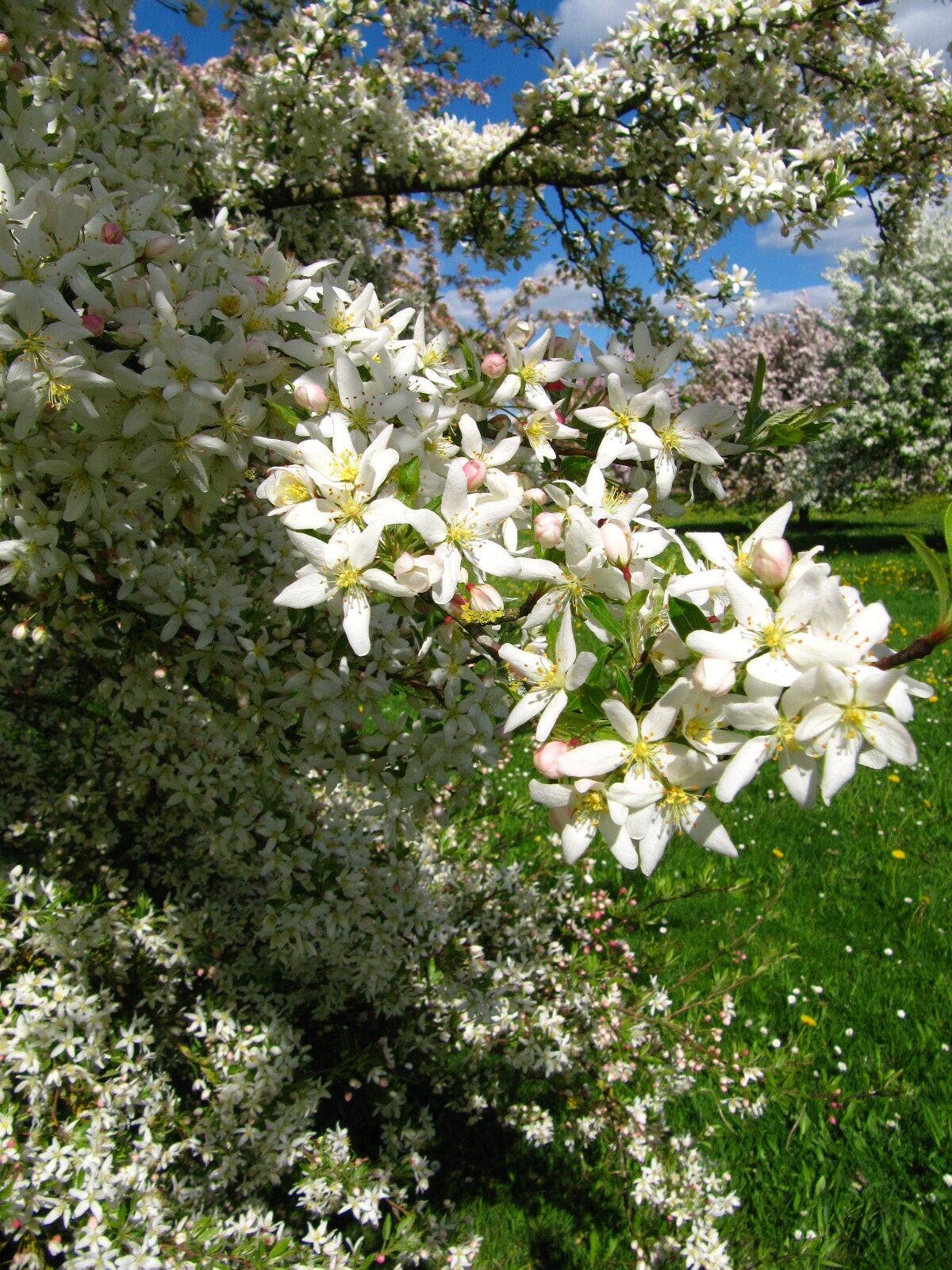 Malus toringo 'Brouwers' - Arboretum Thedinghausen - April 2025