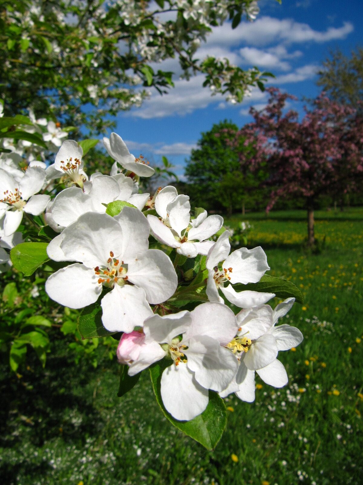Malus baccata 'Sorte unbestimmt' - Arboretum Thedinghausen - April 2025