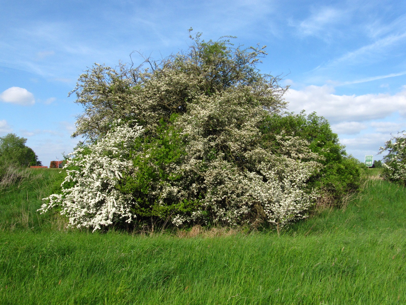 Crataegus monogyna - Langwedel-Hagen - Mai 2025