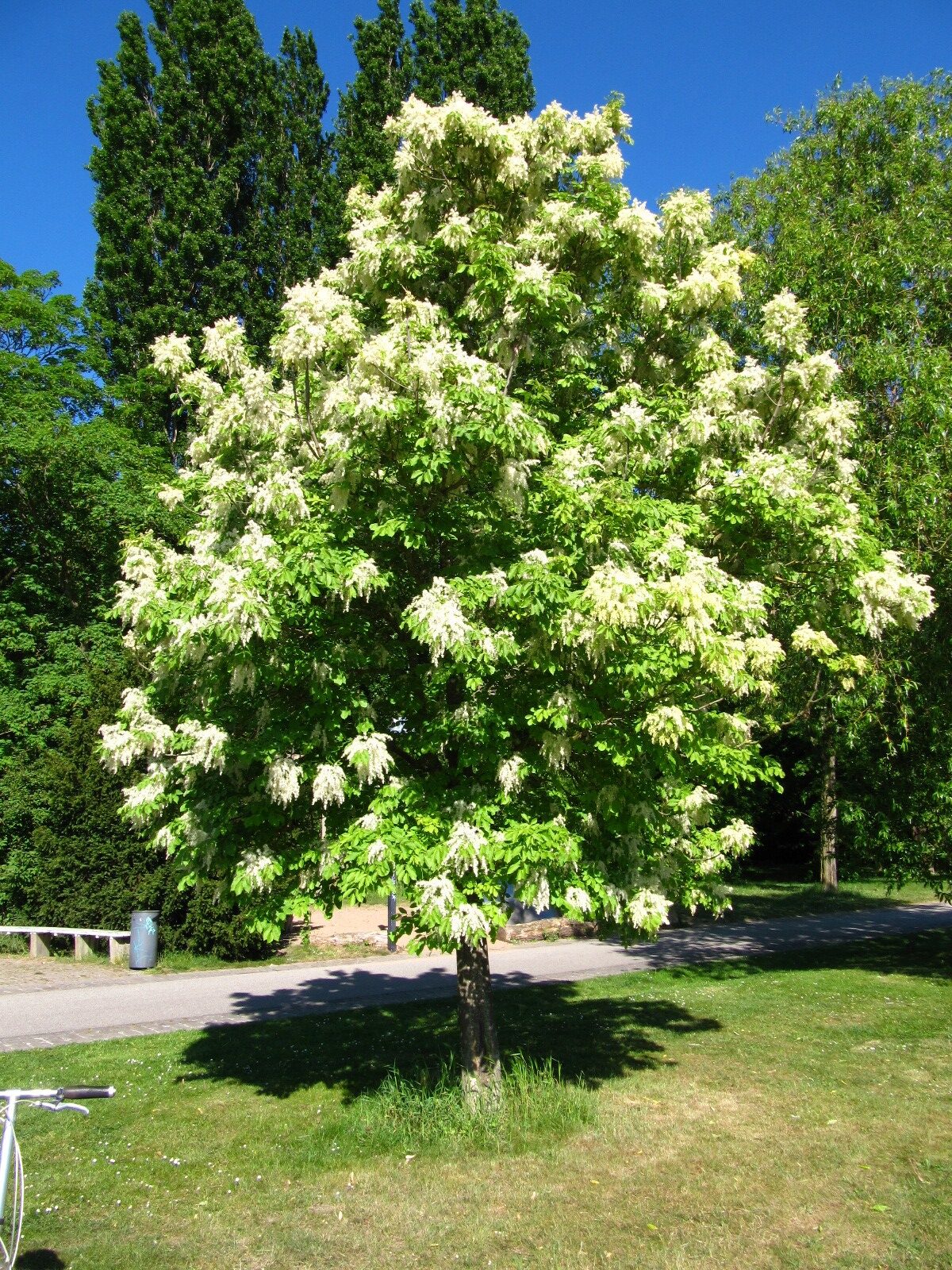 Fraxinus ornus