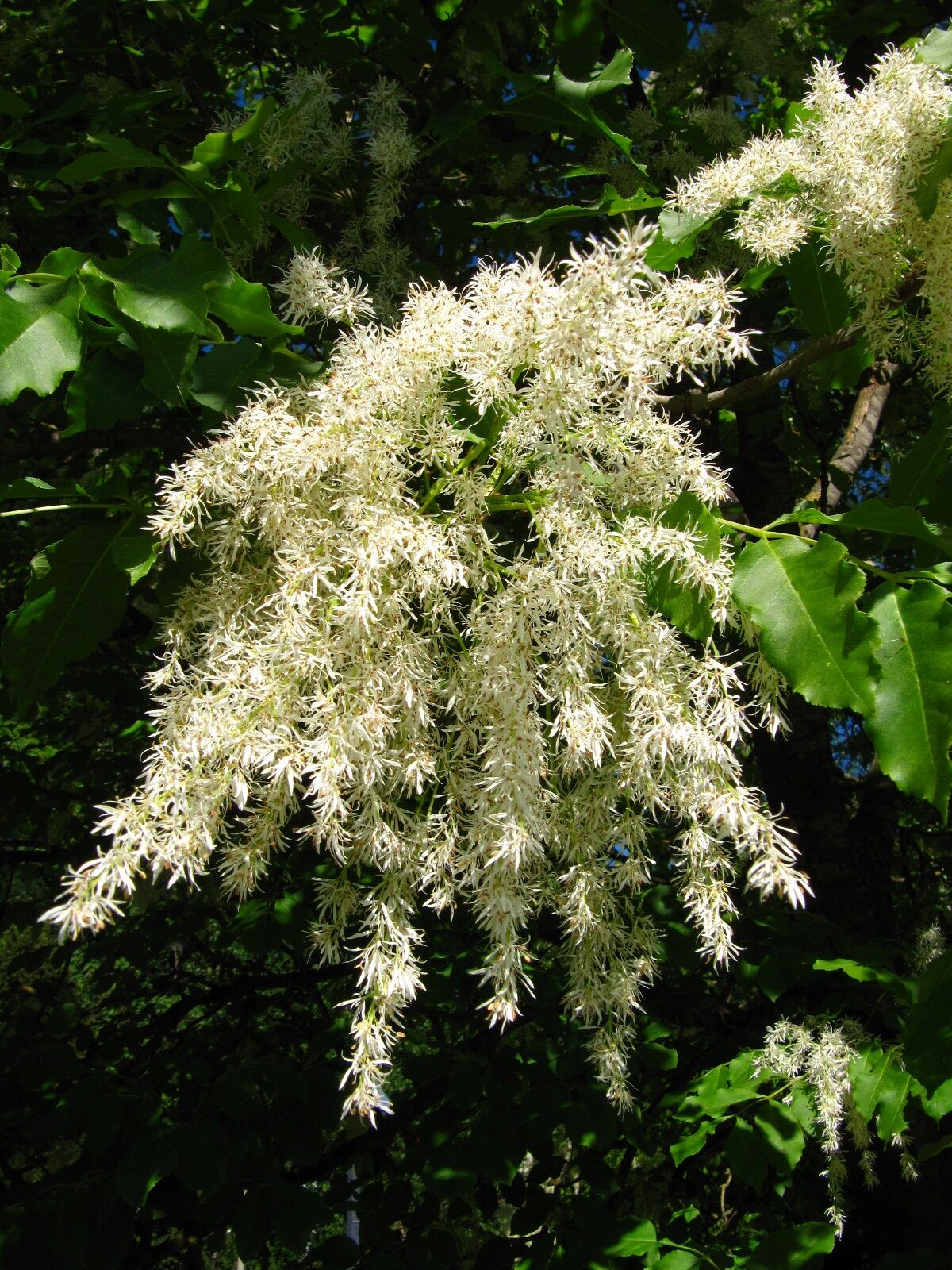 Fraxinus ornus - Stadtgarten Vegesack - Mai 2025