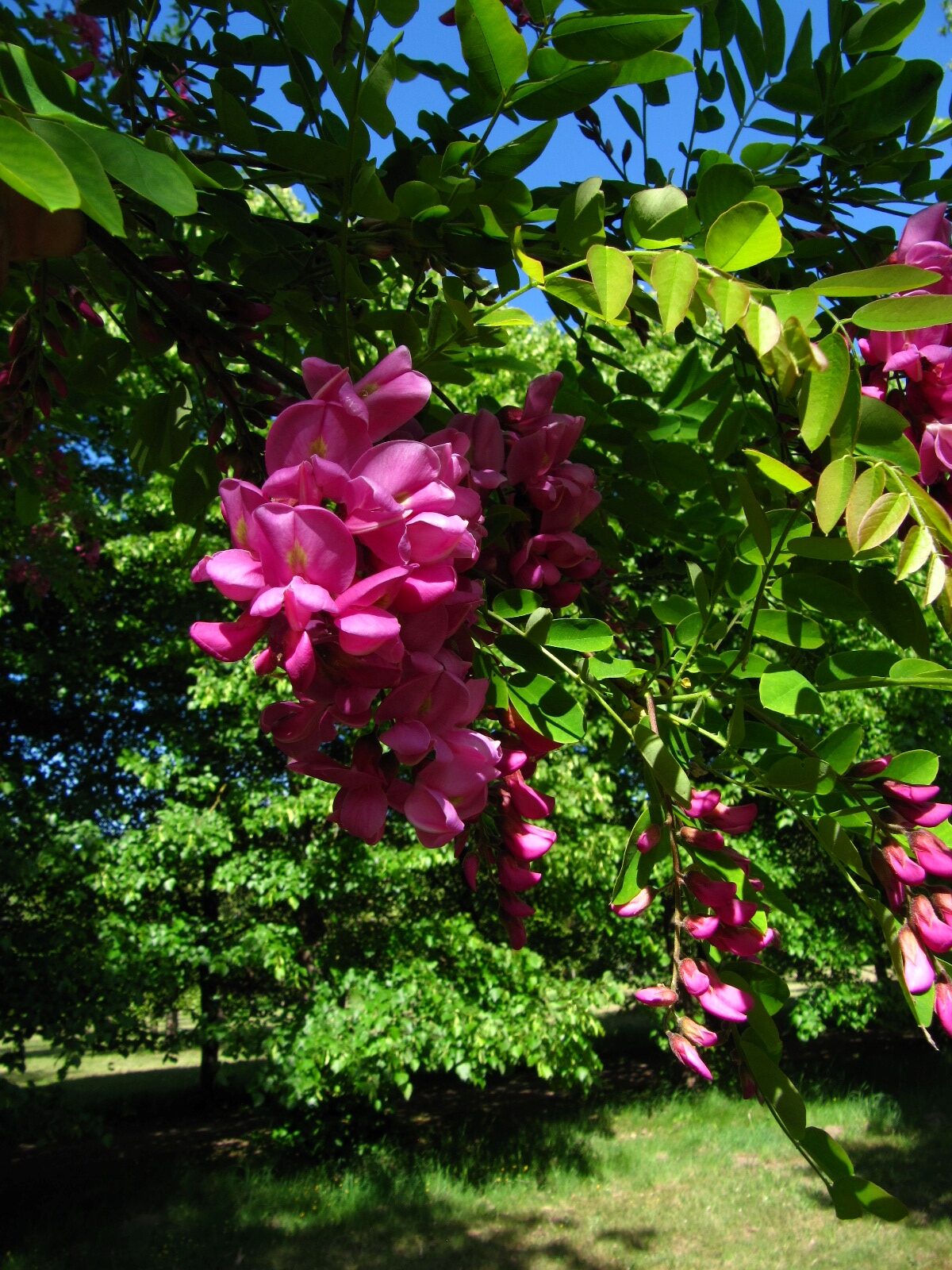 Robinia × margaretta 'Casque Rouge' - Arboretum Thedinghausen - April 2025