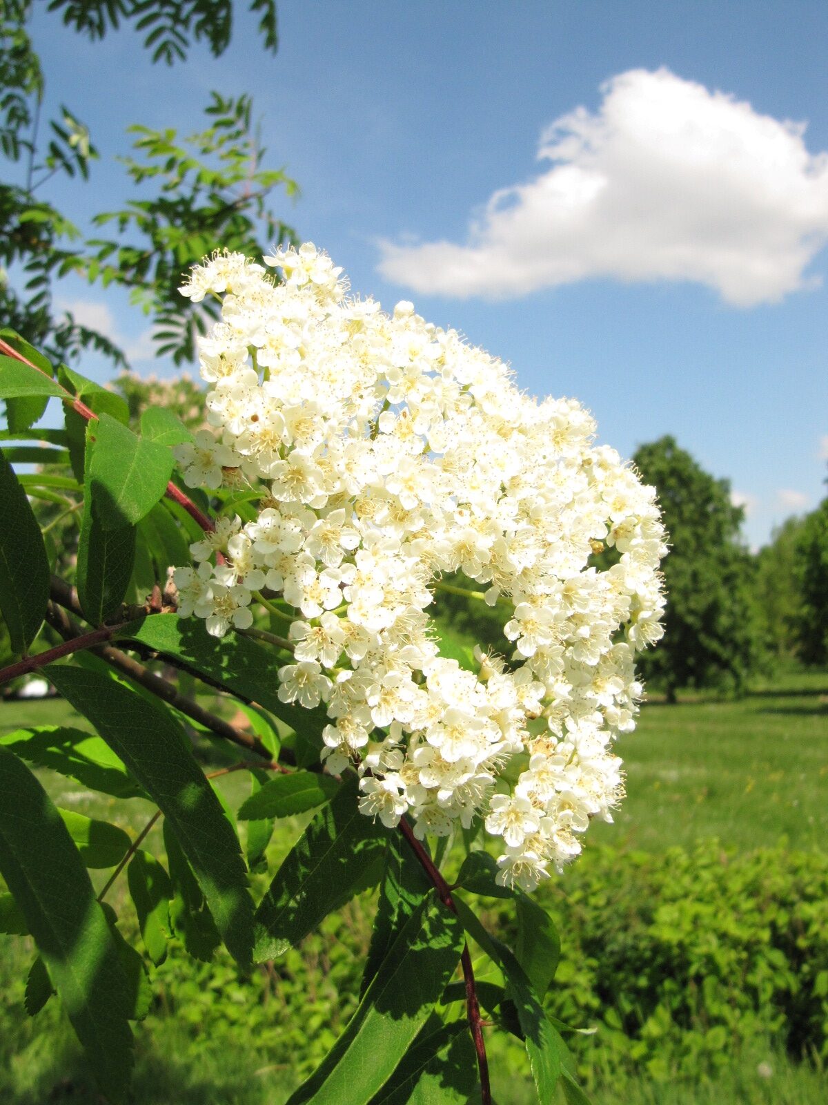 Sorbus 'Lombarts Golden Wonder' - Arboretum Thedinghausen - Mai 2023