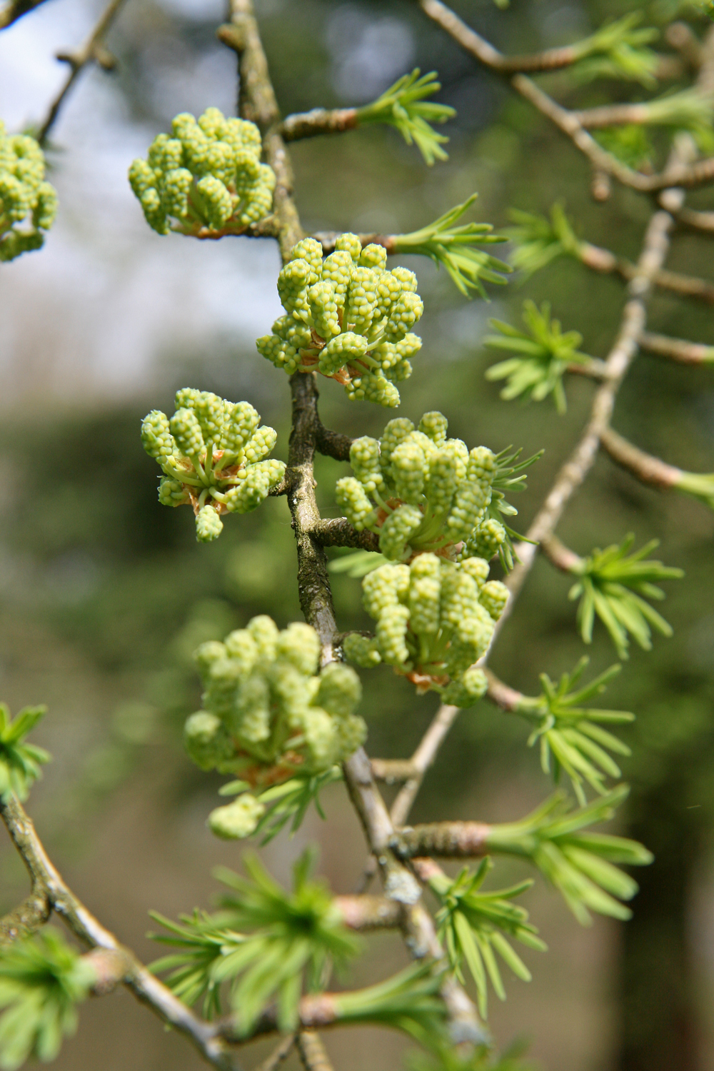 Goldlärche - Schlosspark Benrath - April 2023