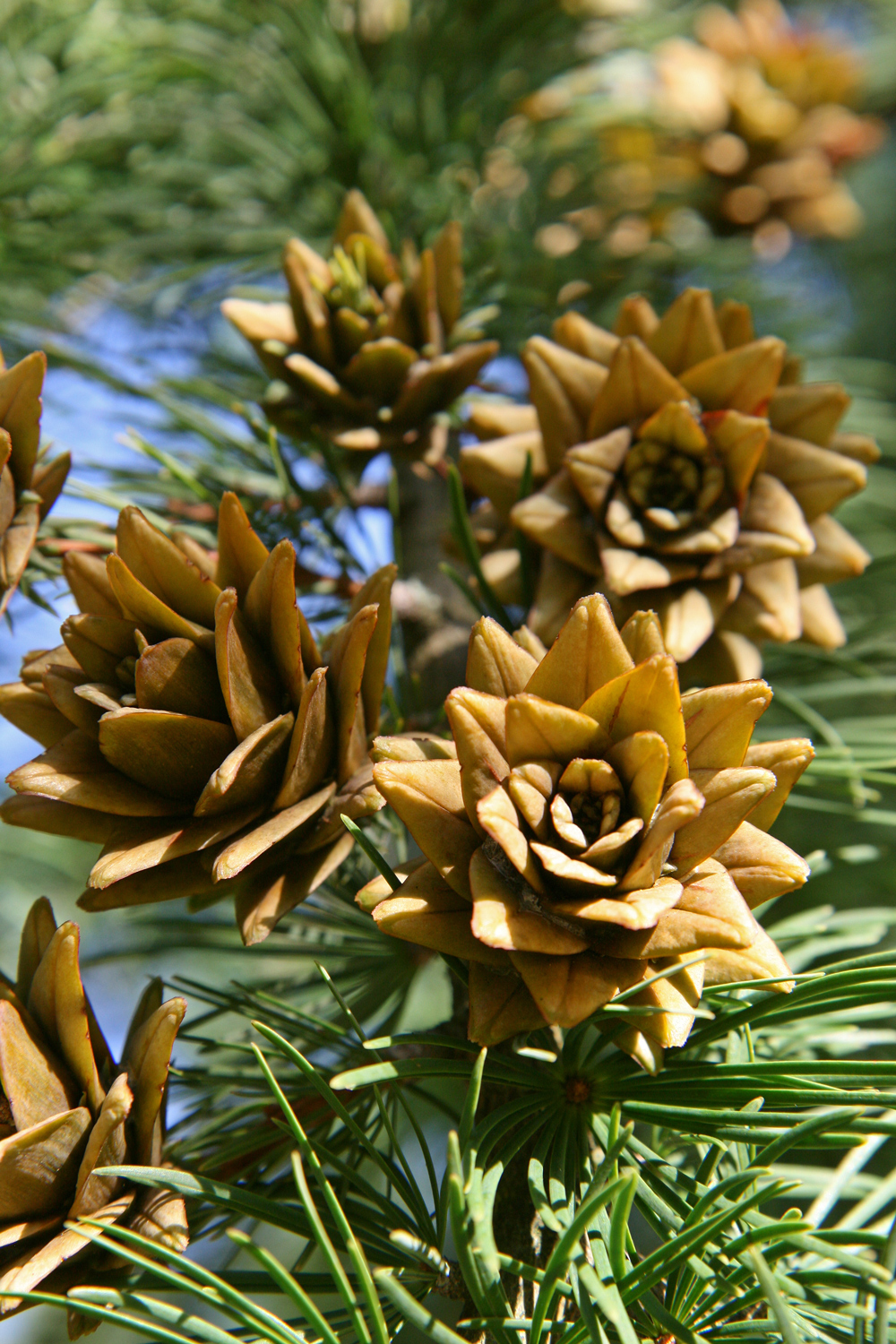 Goldlärche - Schlosspark Benrath - Sept. 2023