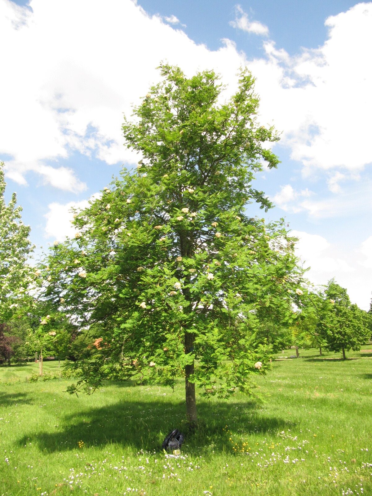 decora Sorbus