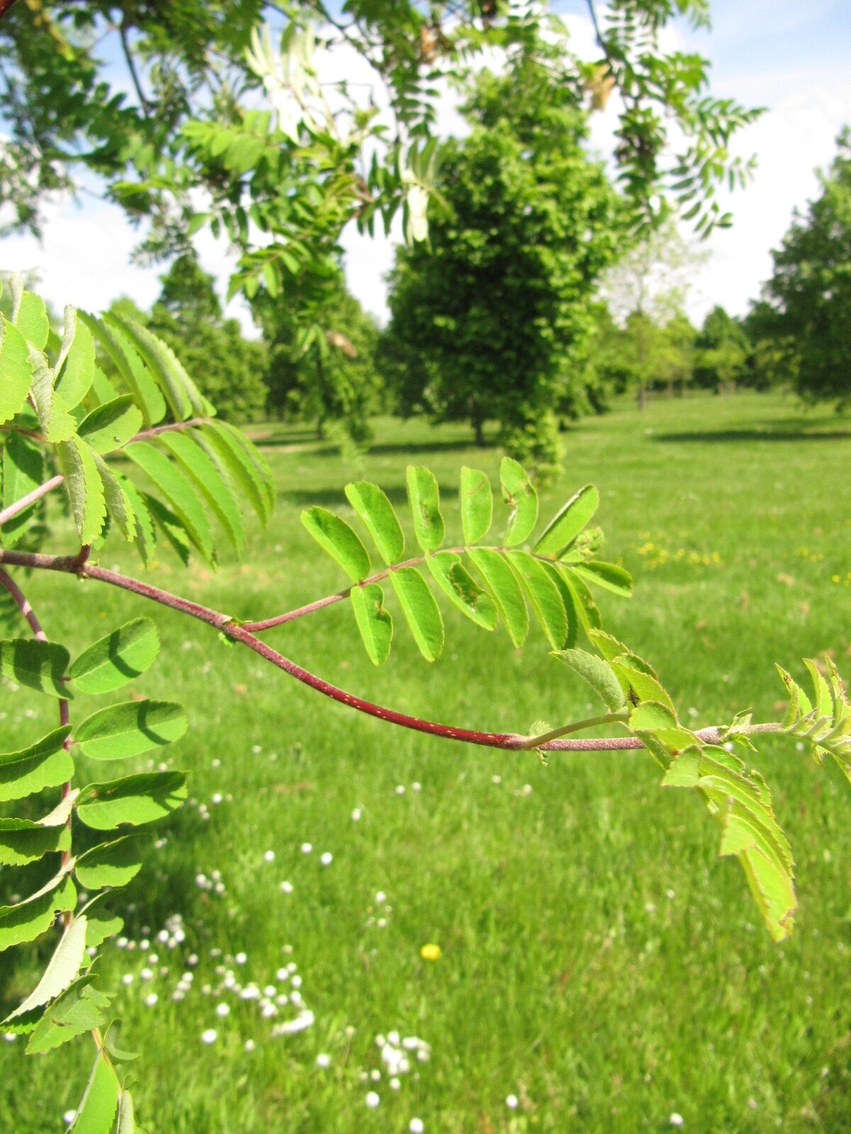 Sorbus decora - Arboretum Thedinghausen - Mai 2023